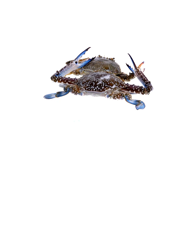 Schwimmkrabbe