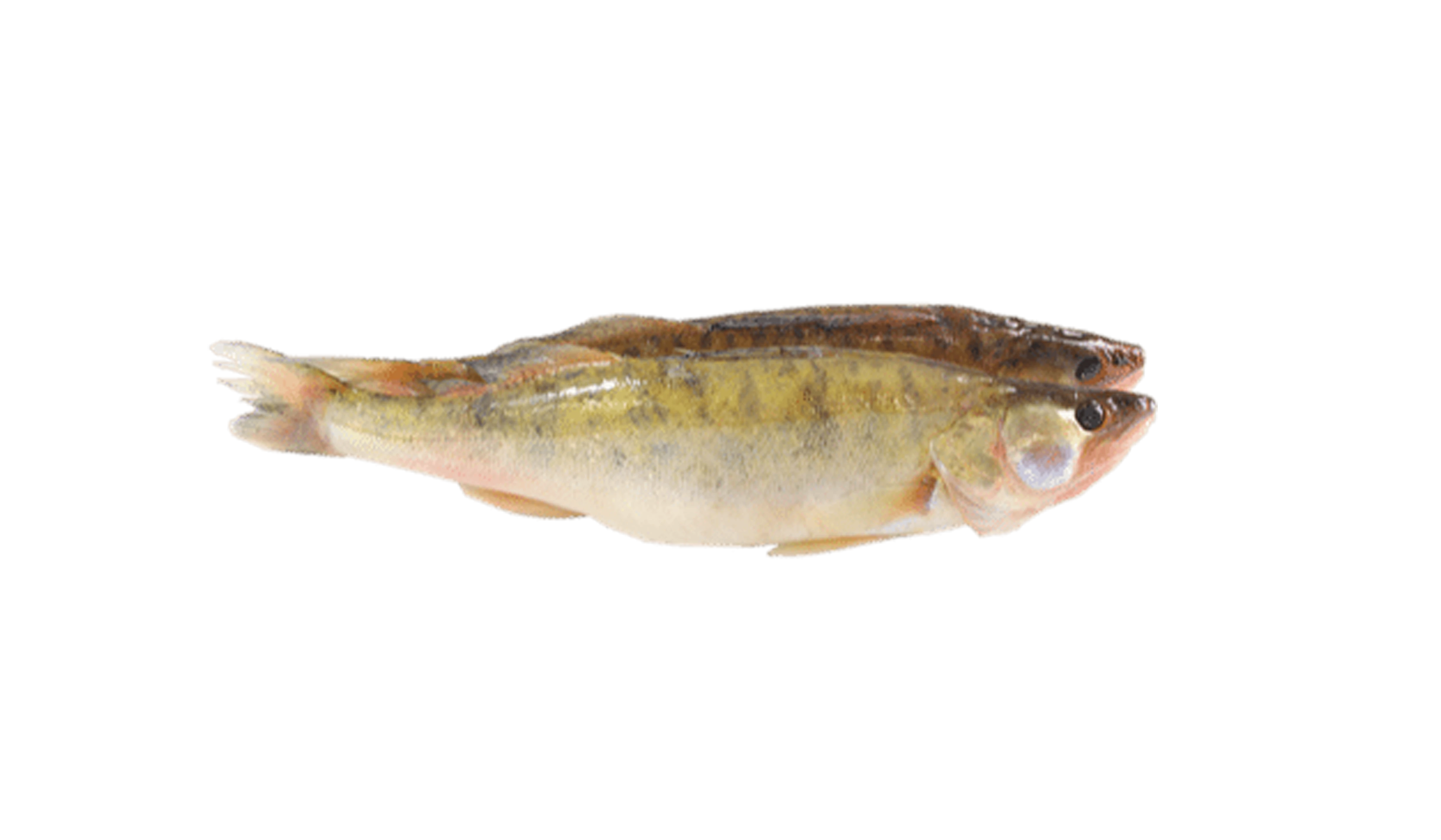 Zander Zander