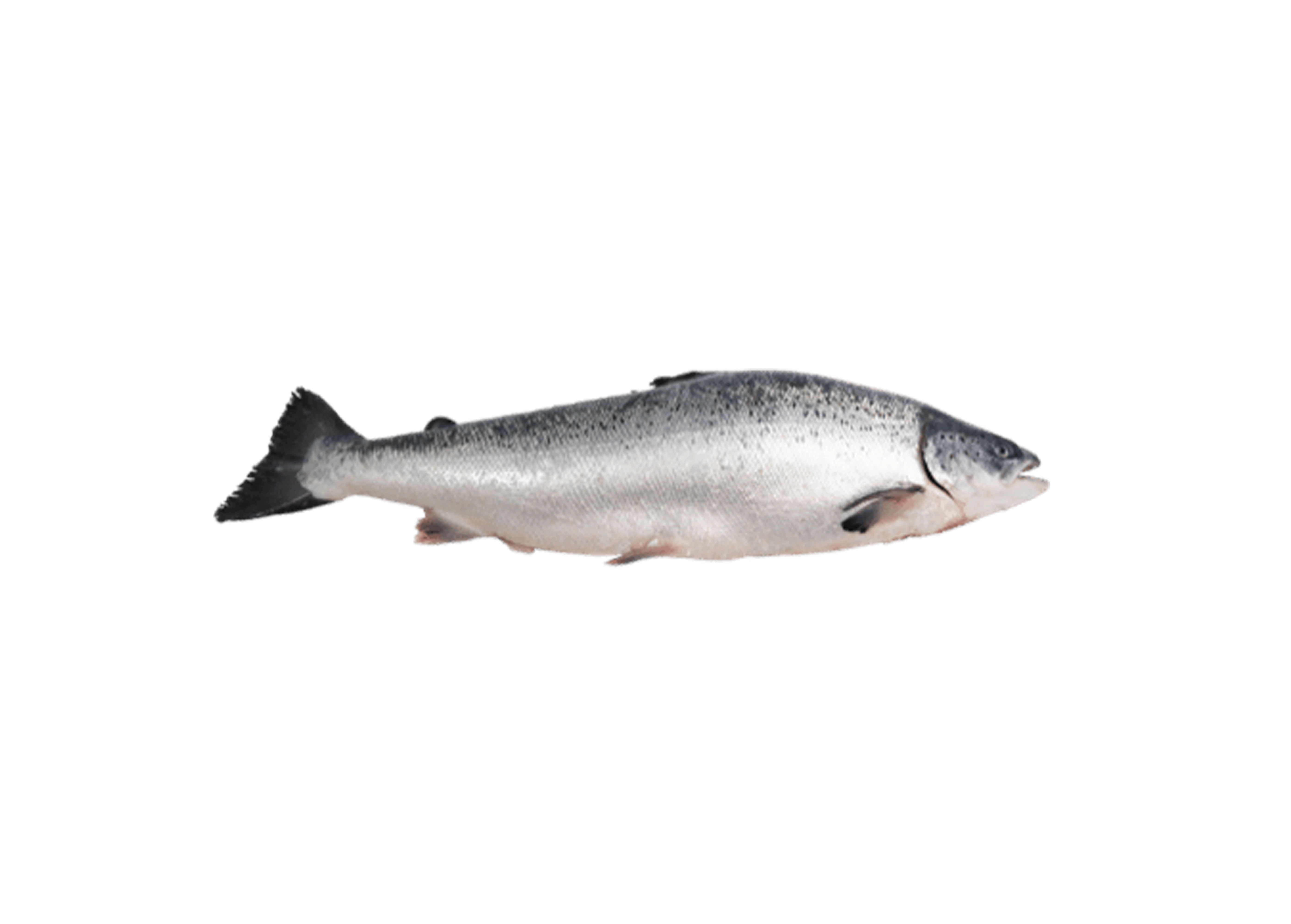 Lachs Lachs