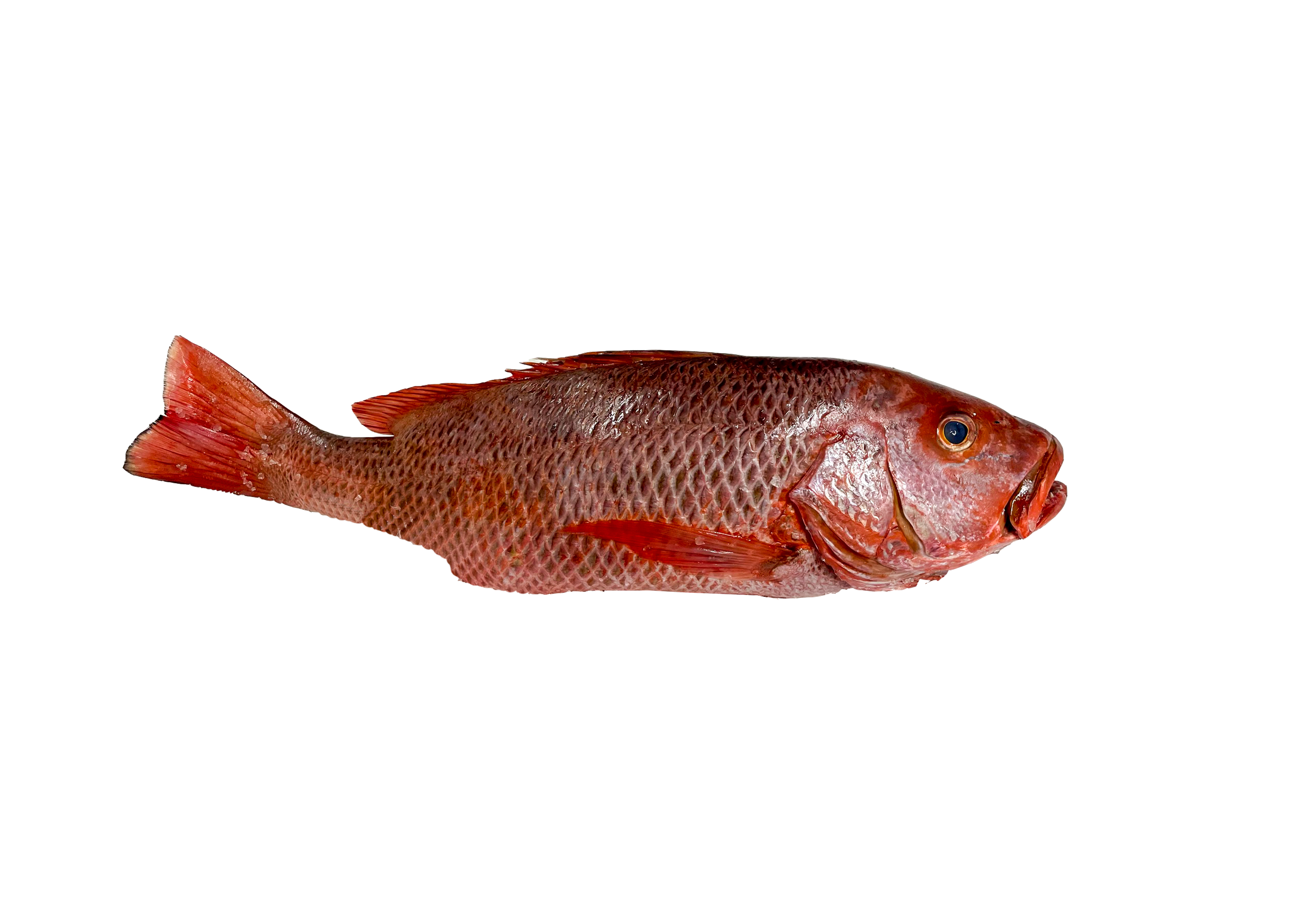 Red Snapper