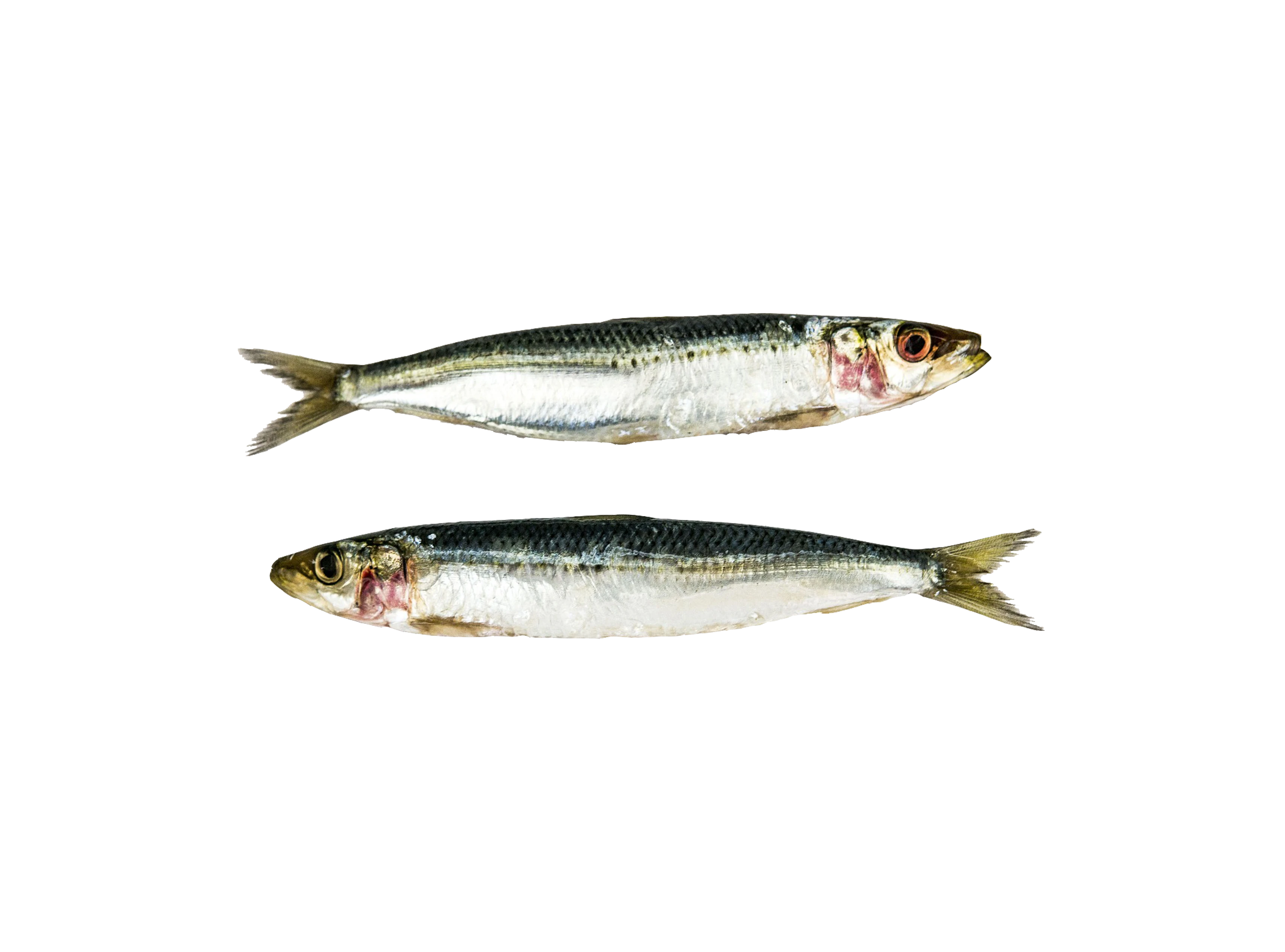 Sardinen Sardinen