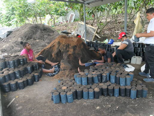 Baumschule für Kakaosetzlinge