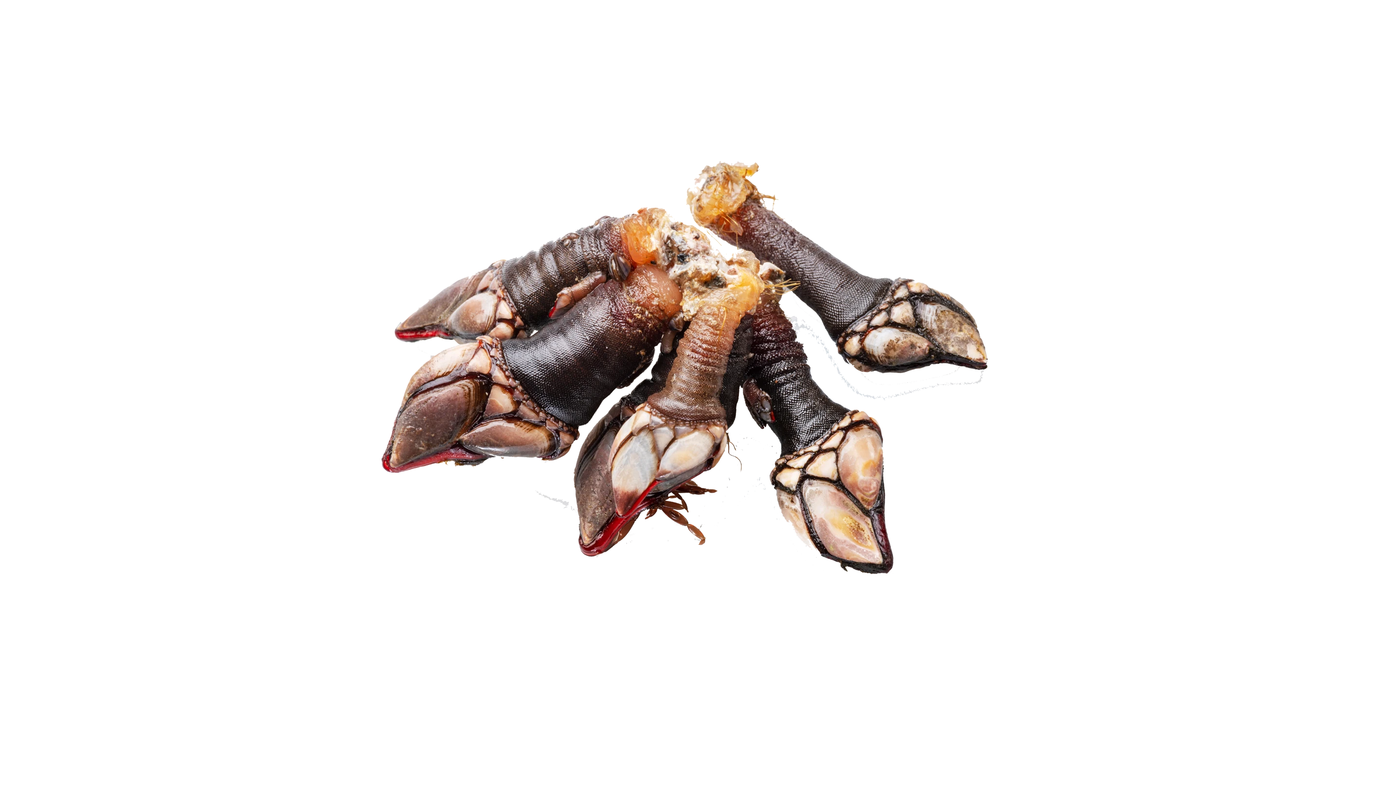 Entenmuschel Entenmuschel