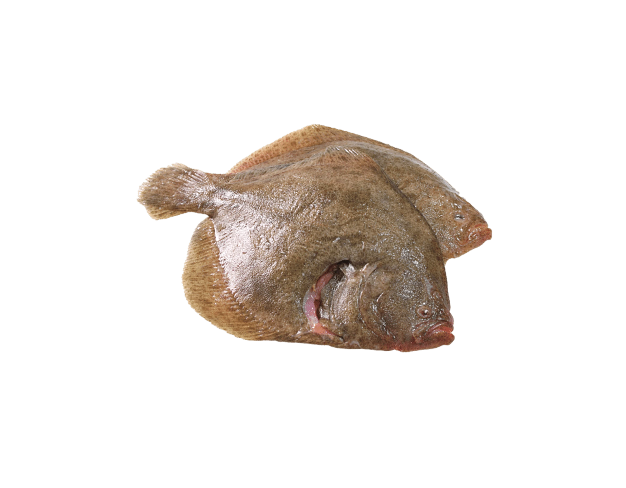 Steinbutt Steinbutt