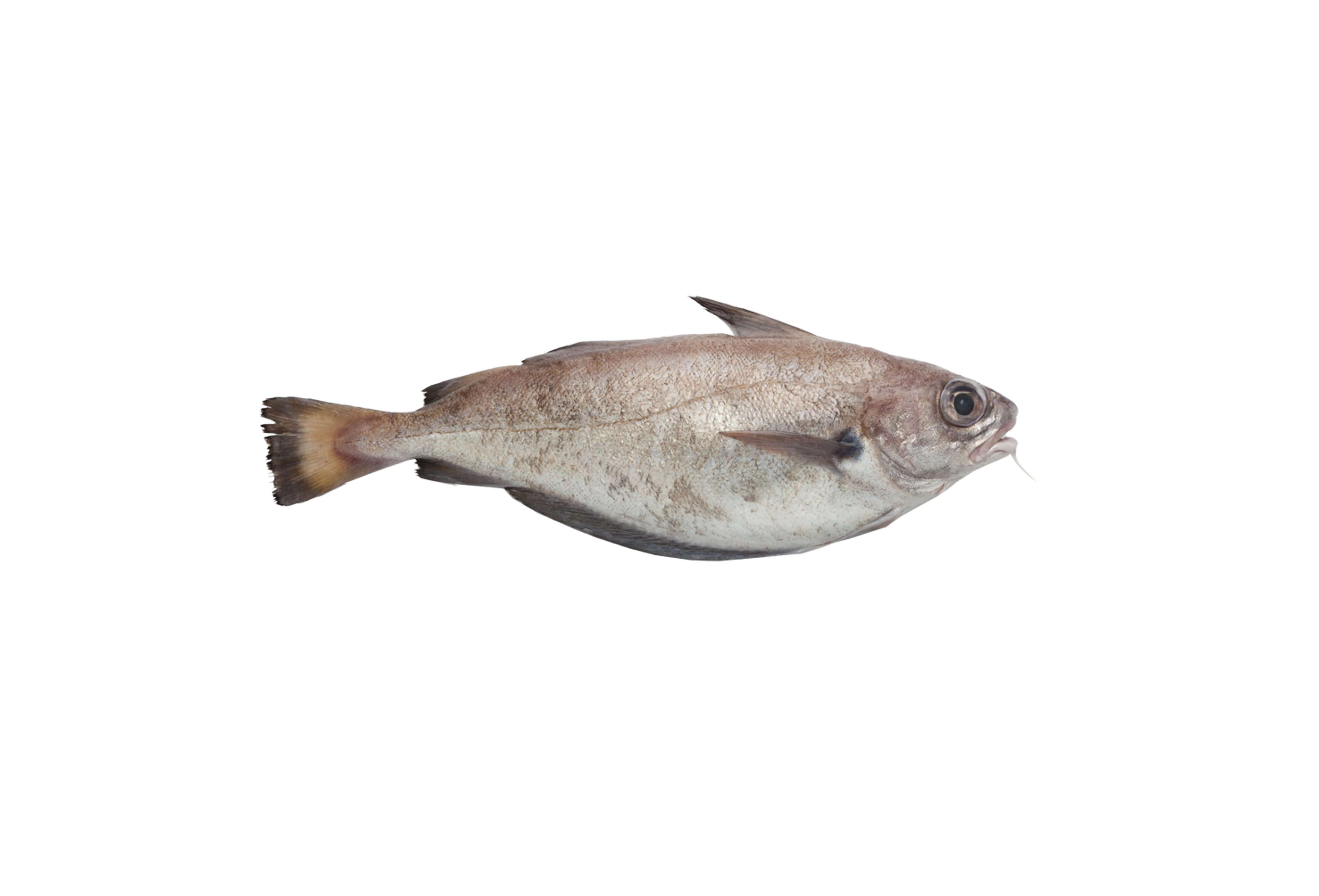 Franzosendorsch Franzosendorsch
