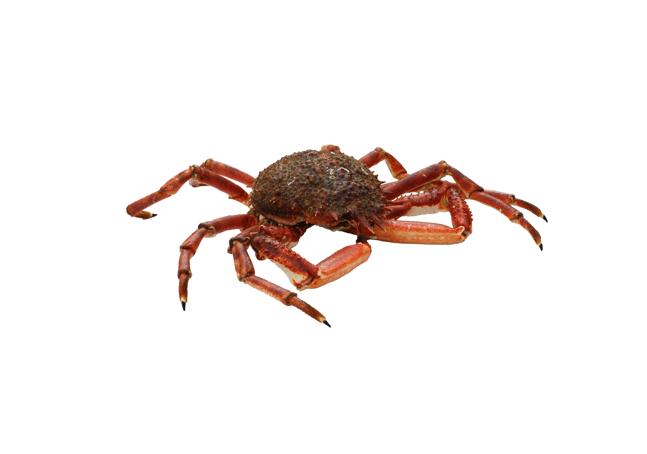 Meerspinne Meerspinne