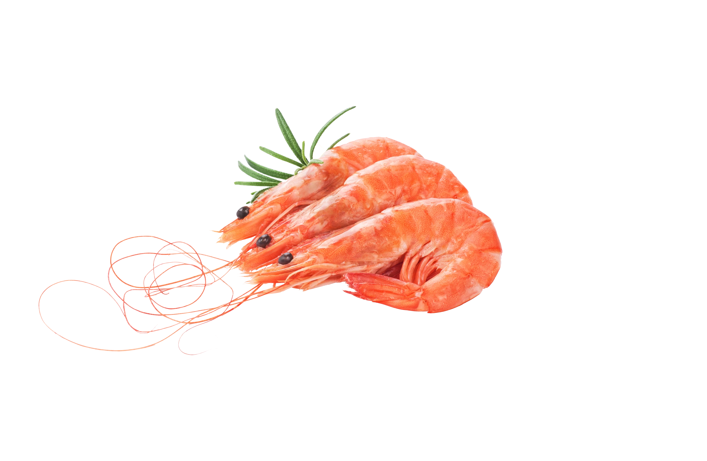 Eismeergarnele Eismeergarnele