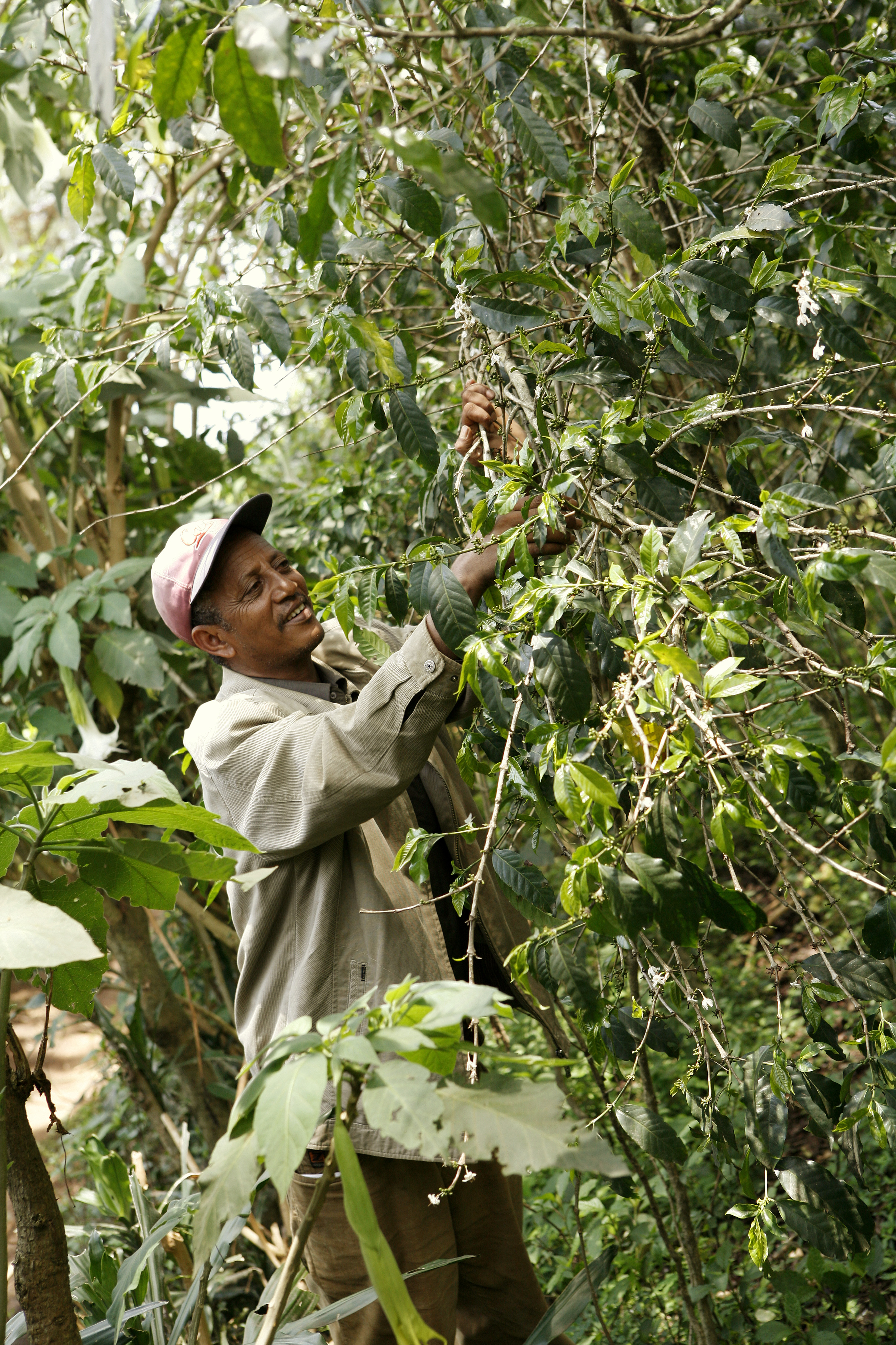Kaffeebauer im äthiopischen Regenwald