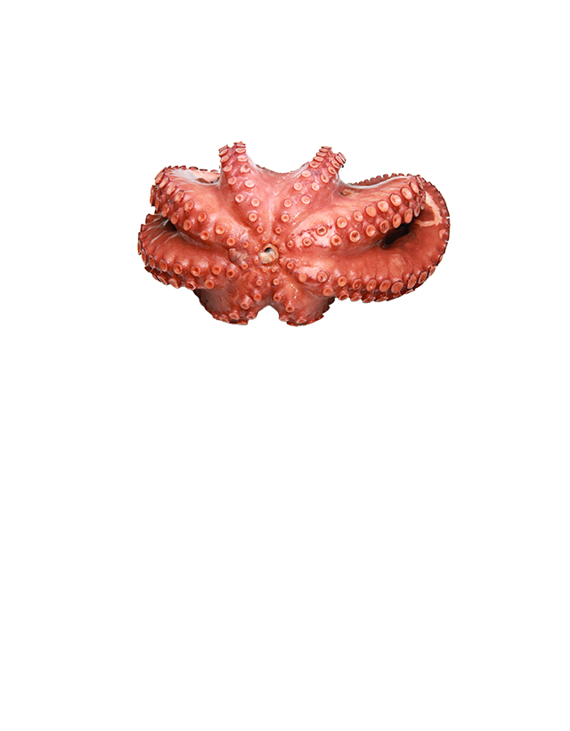 Oktopus