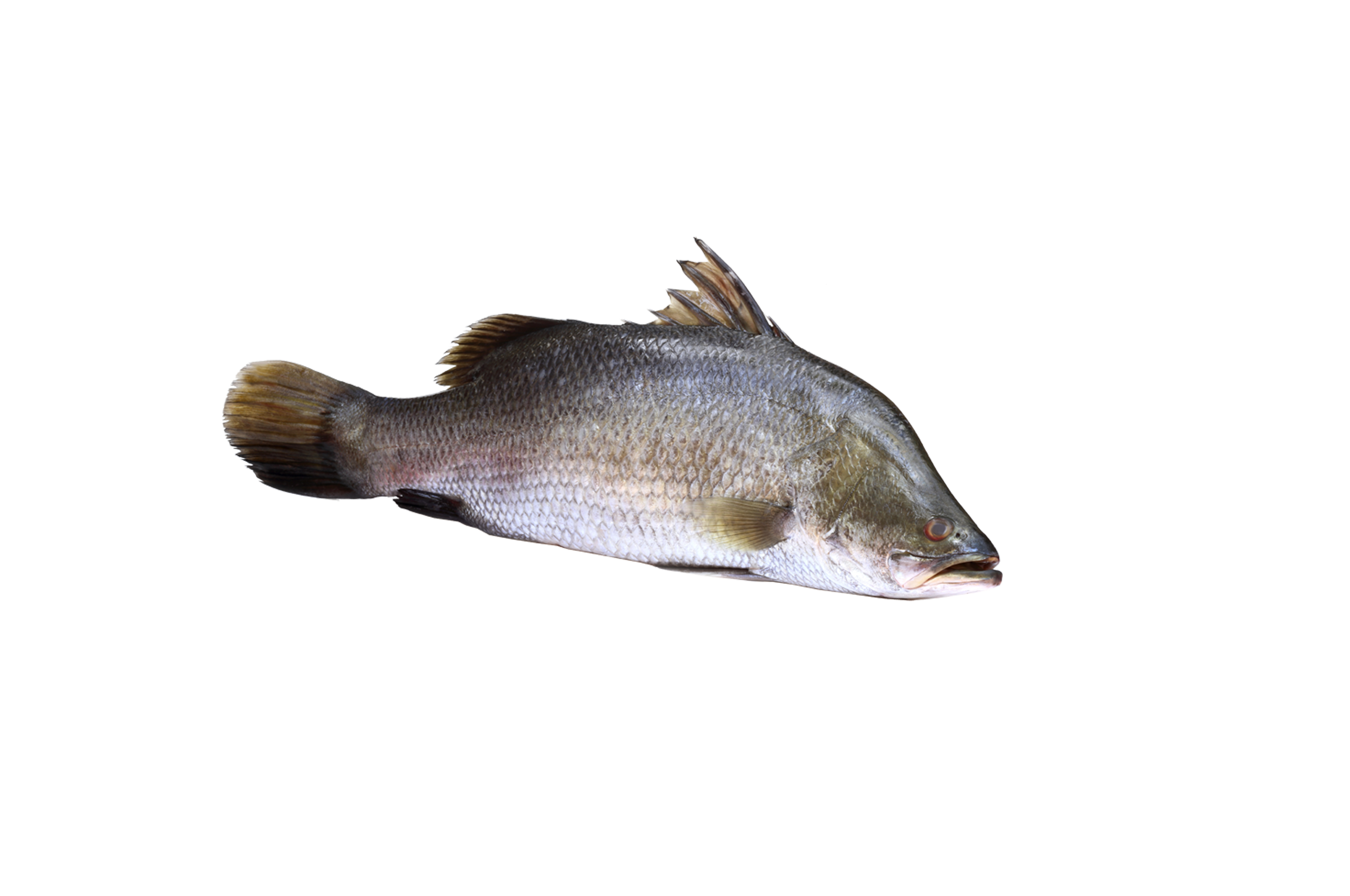 Barramundi