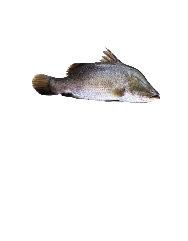 Barramundi