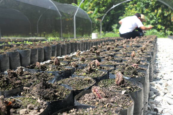Sourcer Kakaopflanzen