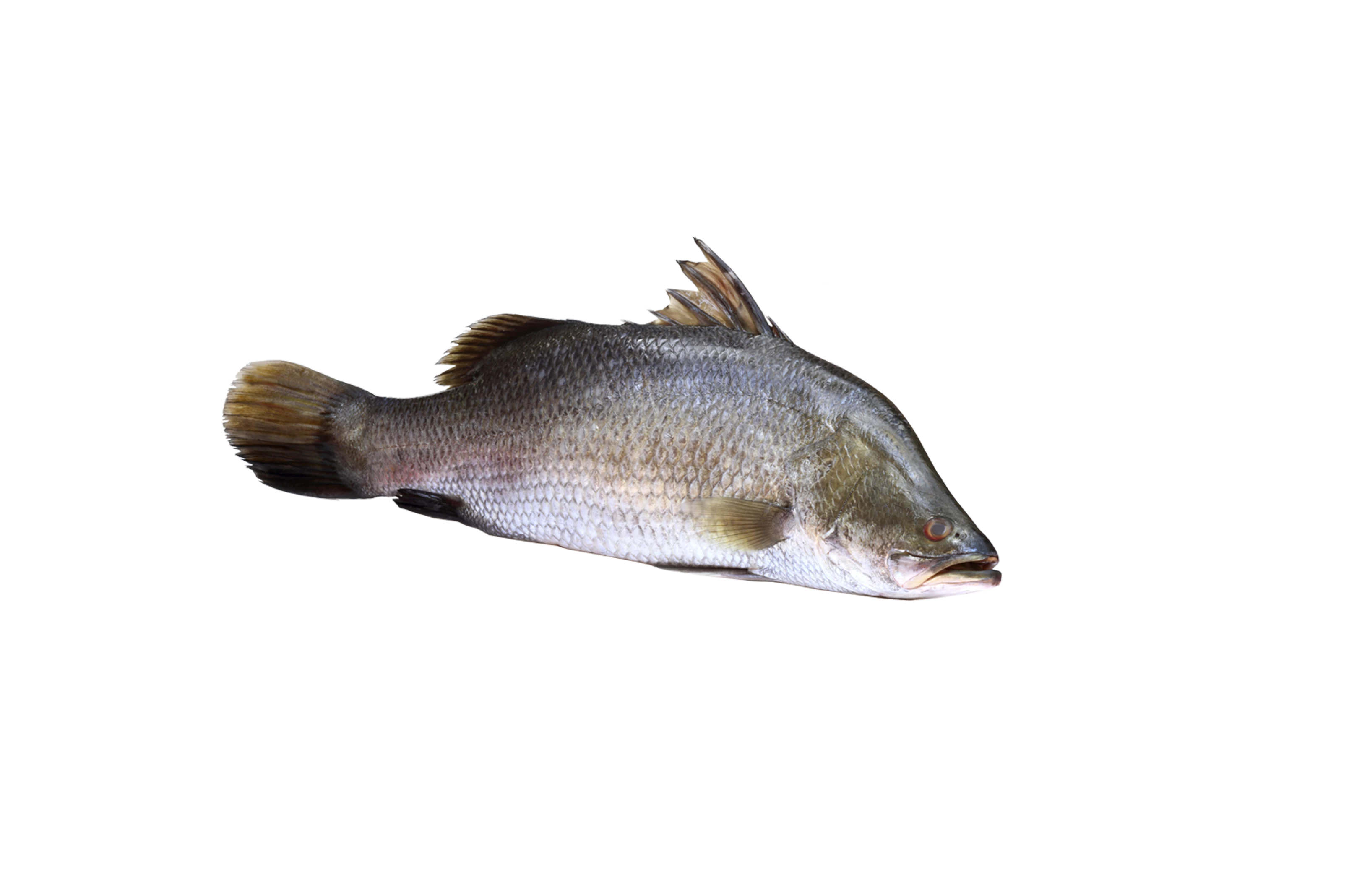 Barramundi Barramundi
