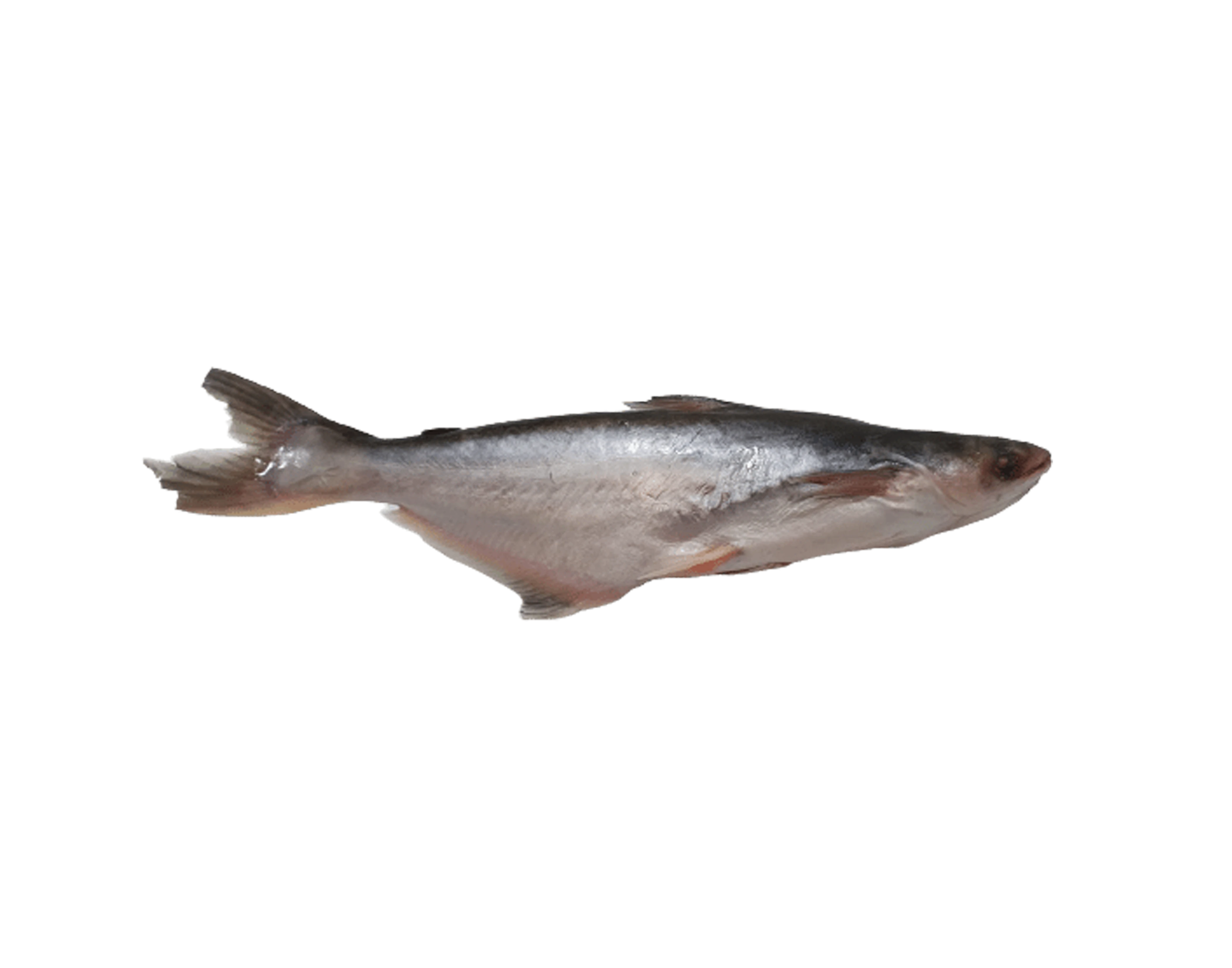Pangasius