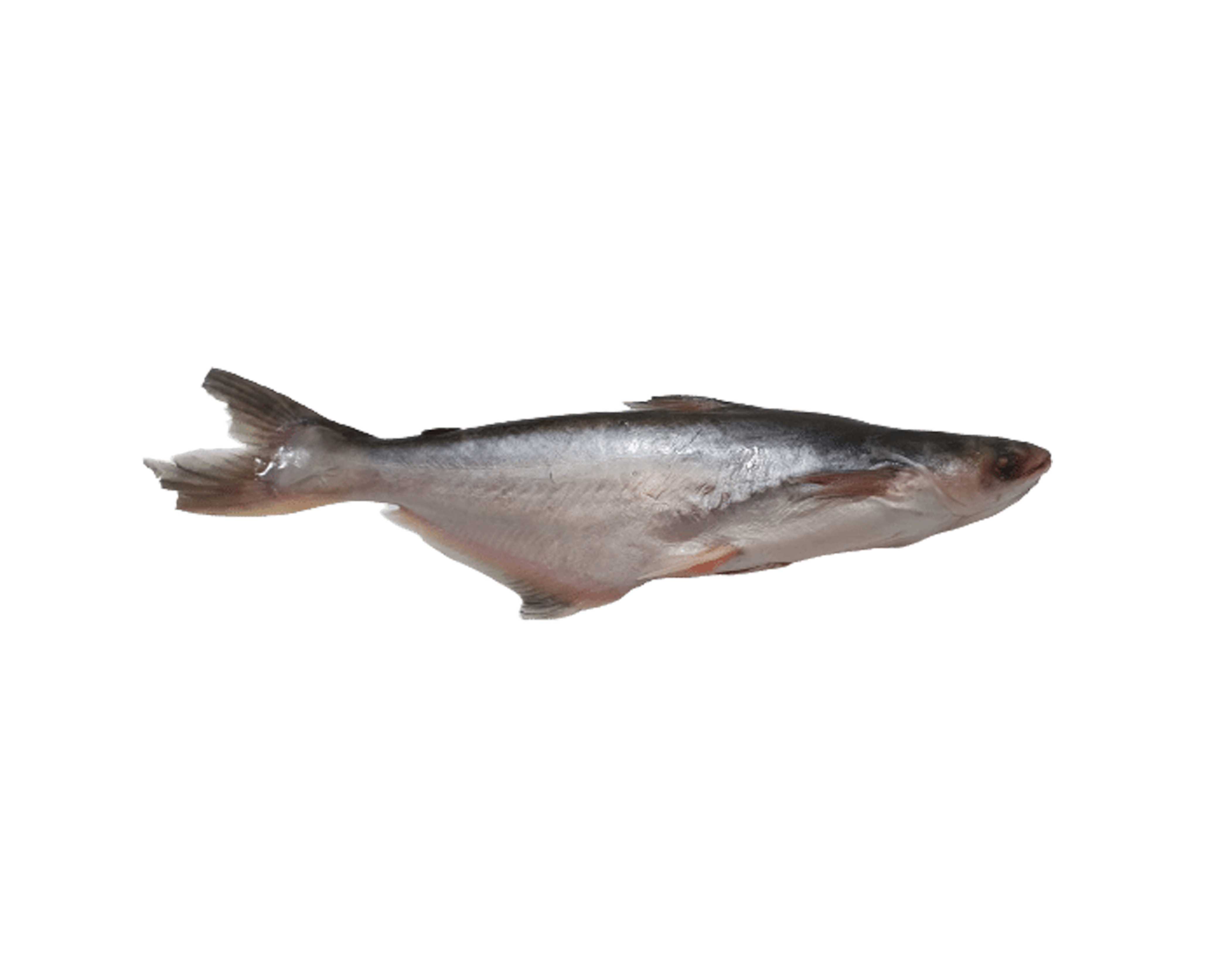 Pangasius