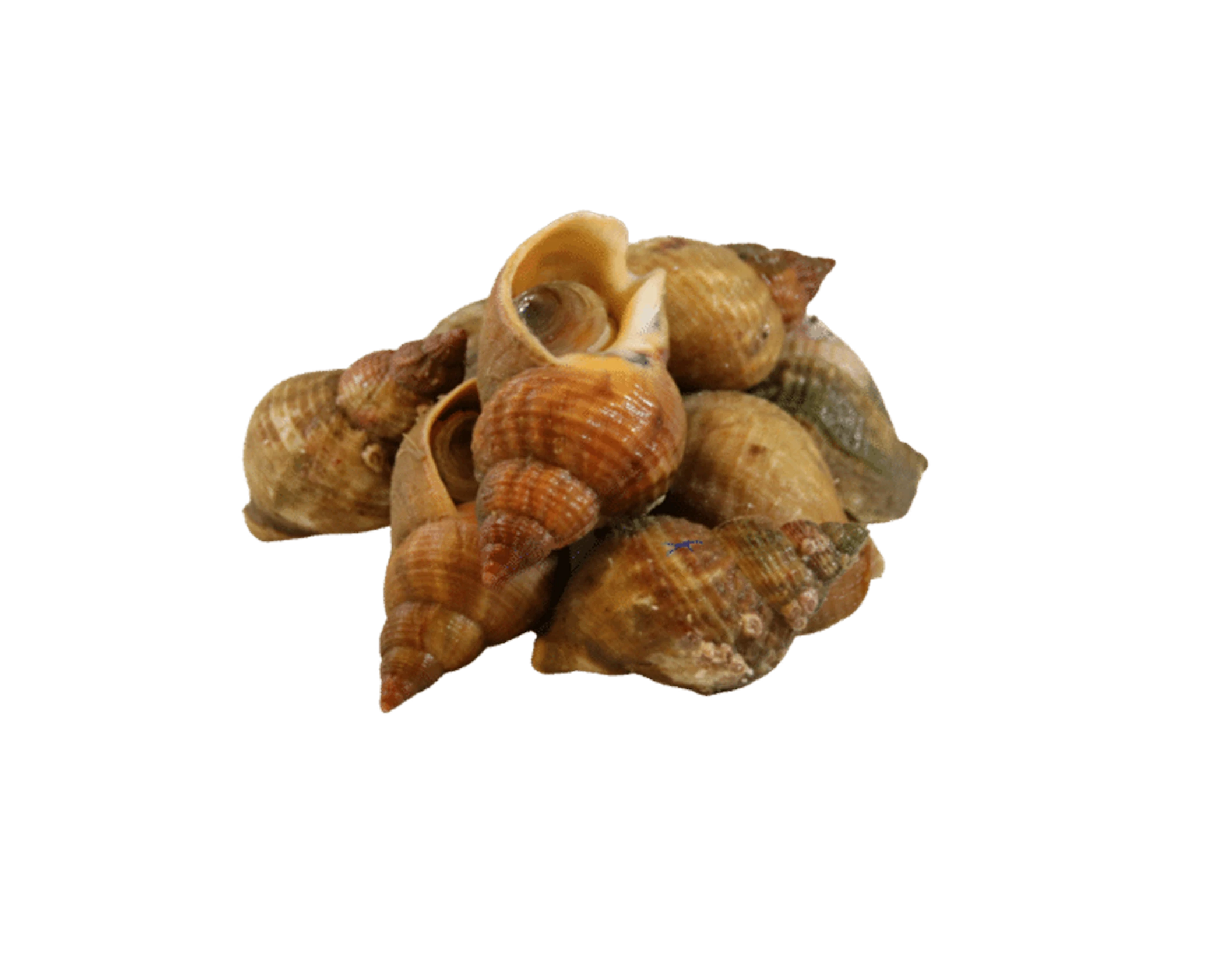 Wellhornschnecke Wellhornschnecke