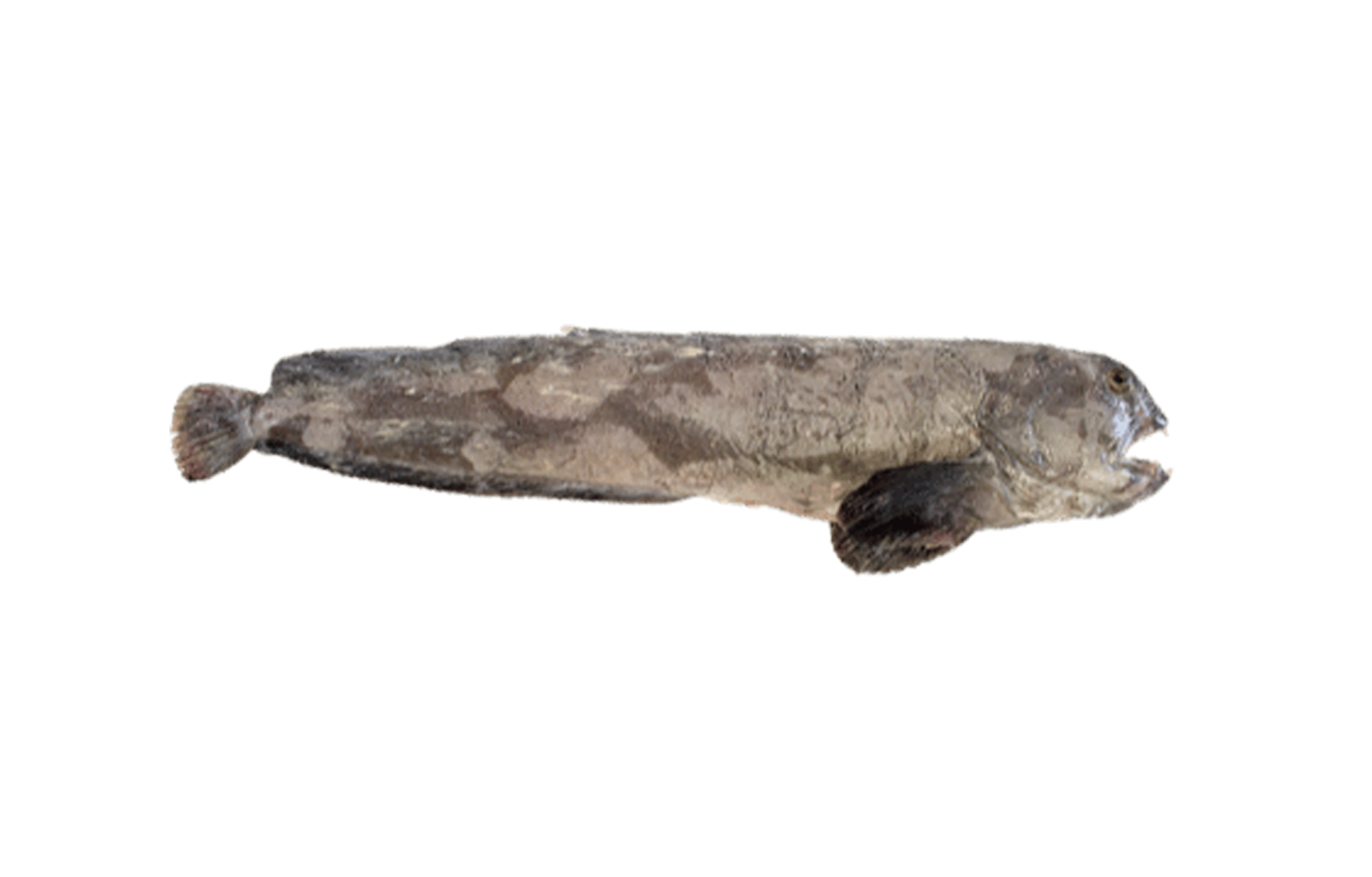 Steinbeisser
