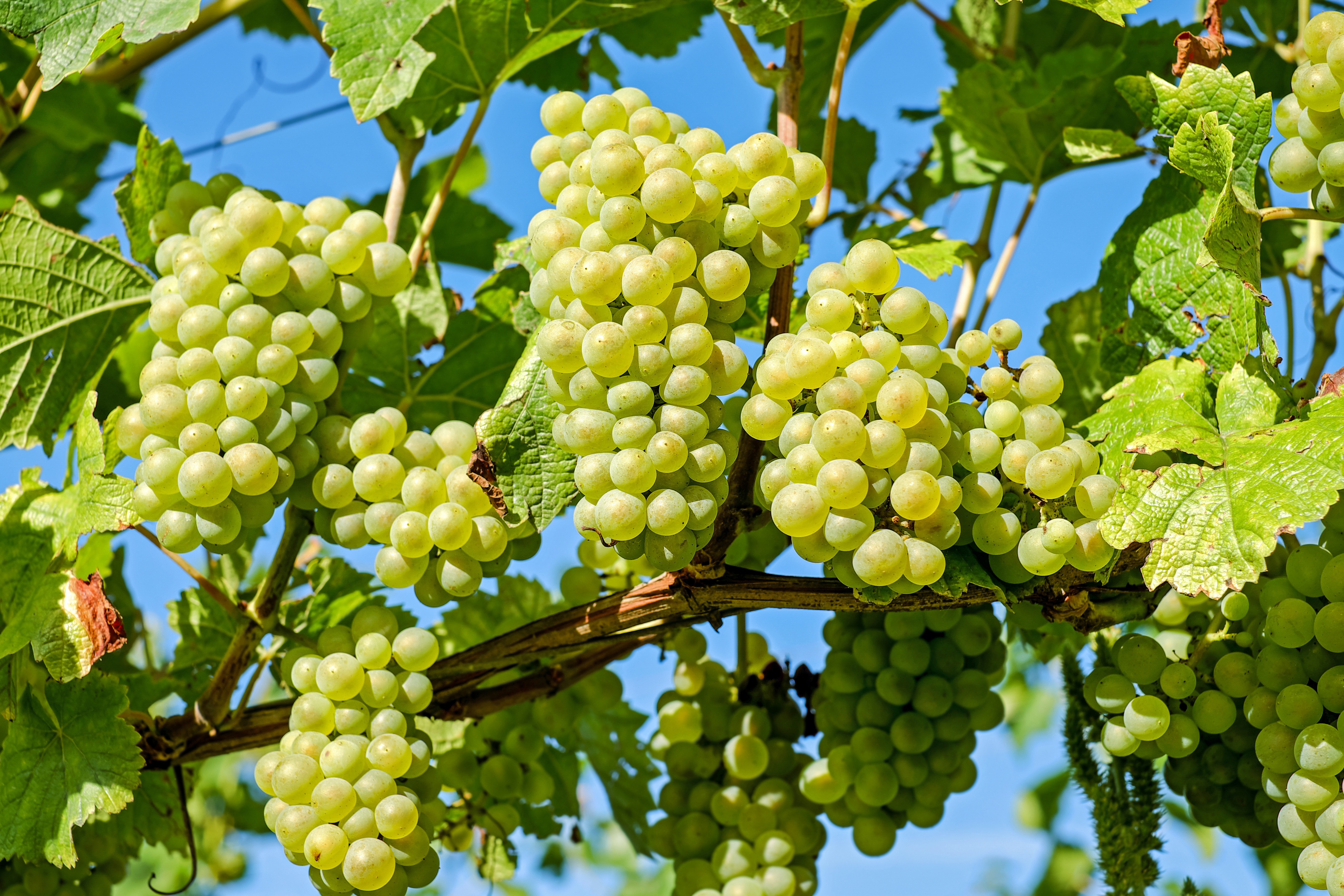 Weintrauben an einem Weinstock Weintrauben an einem Weinstock