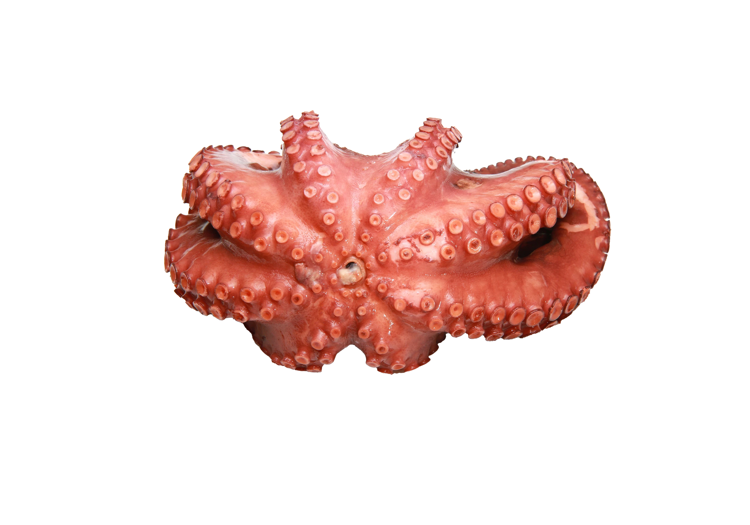 Oktopus Oktopus