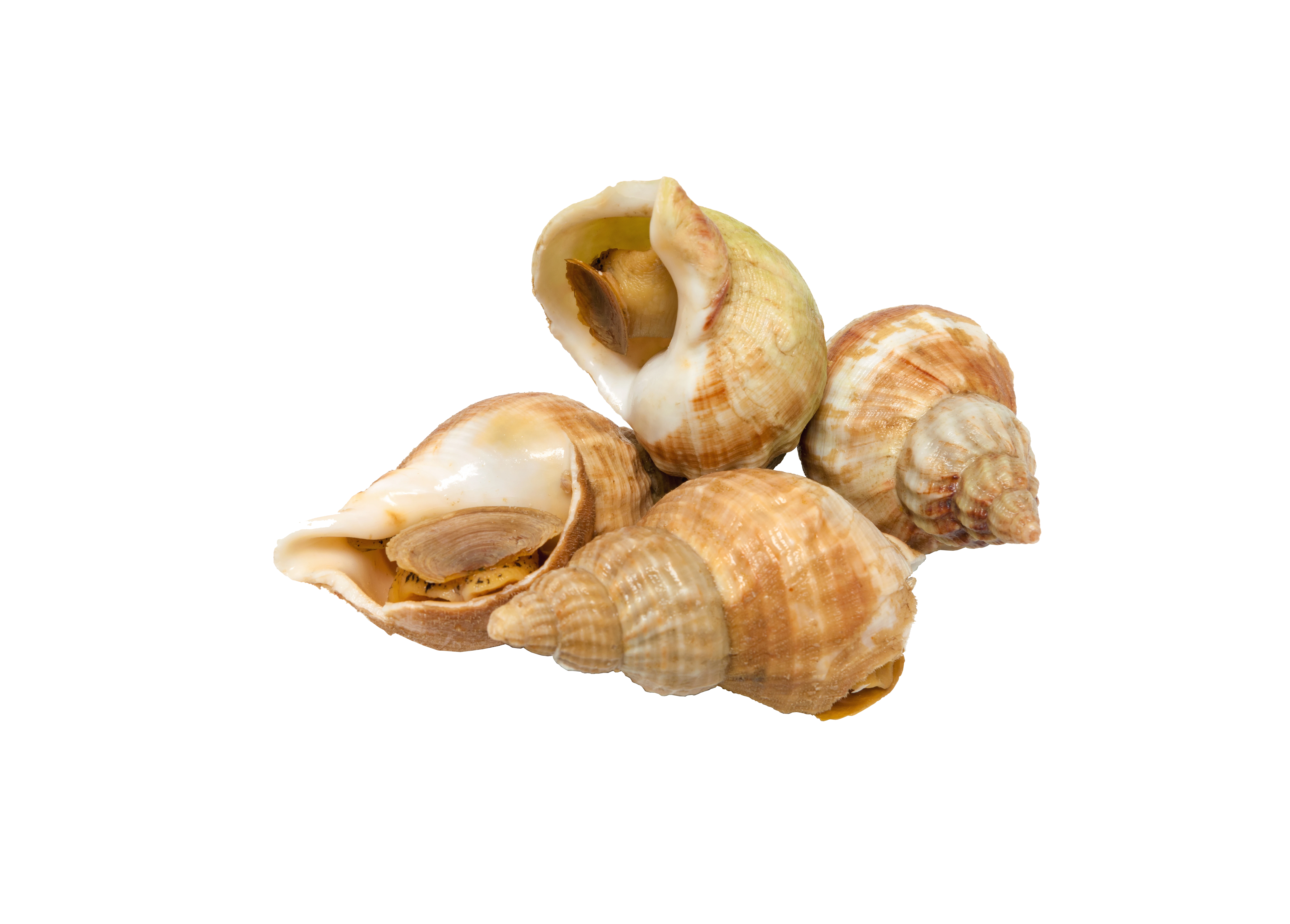 Meerschnecke Meerschnecke