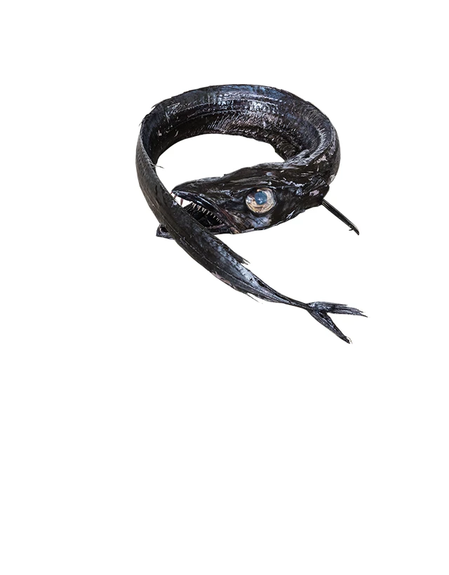 Degenfisch