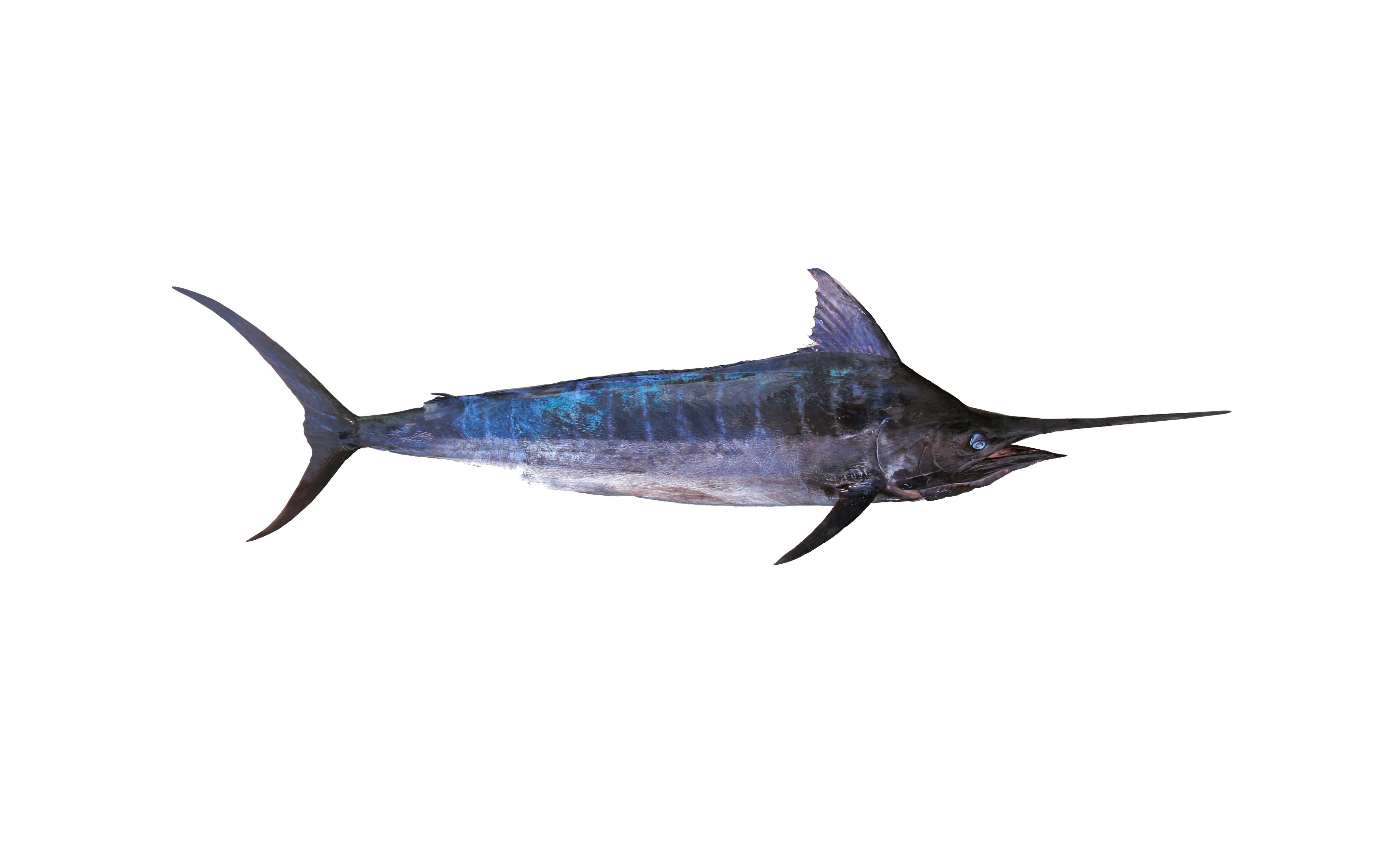 Schwertfisch Schwertfisch
