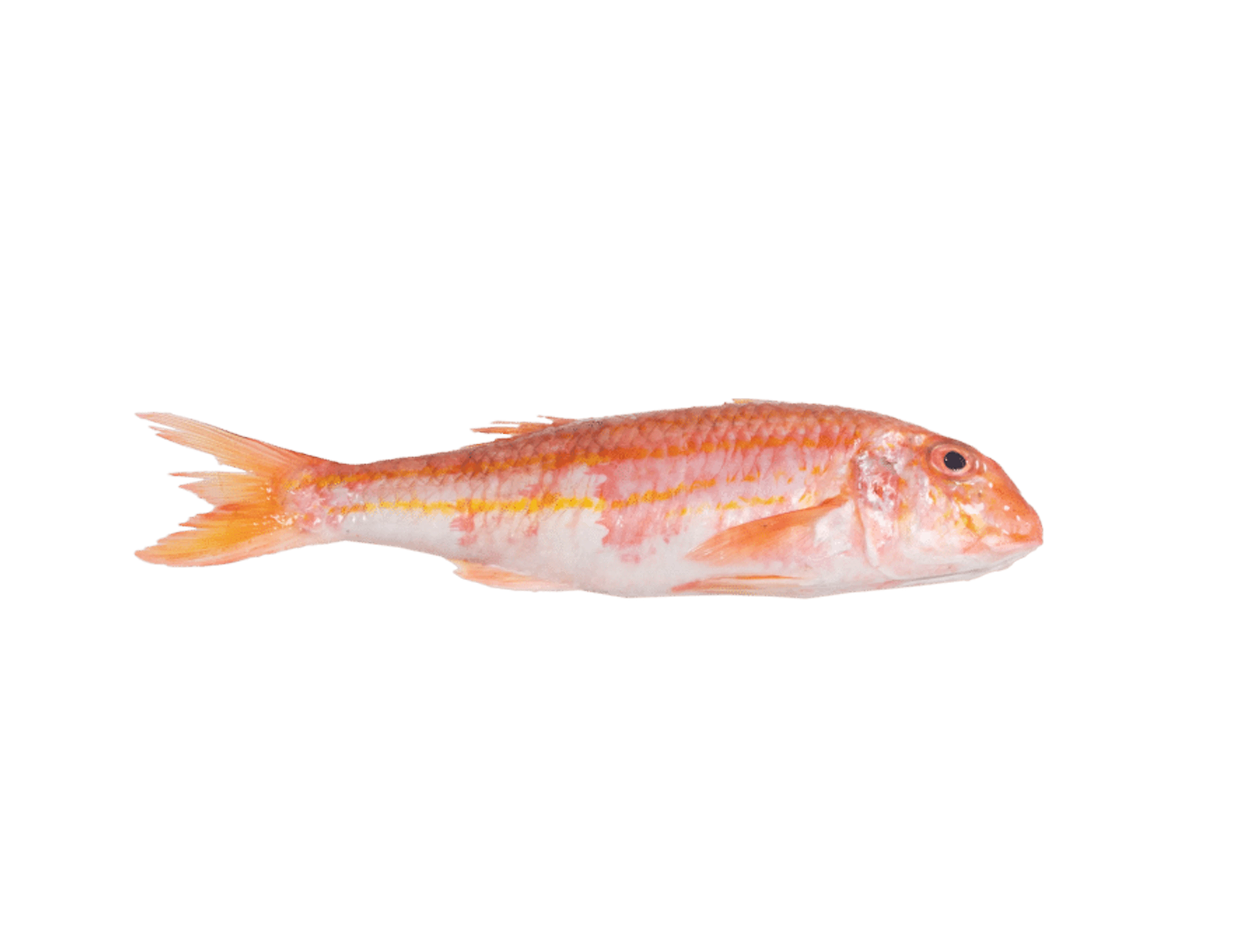 Rotbarbe