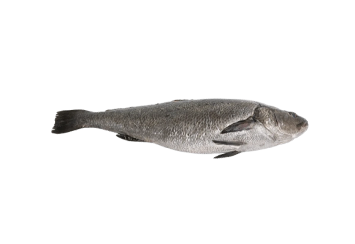 Adlerfisch Adlerfisch