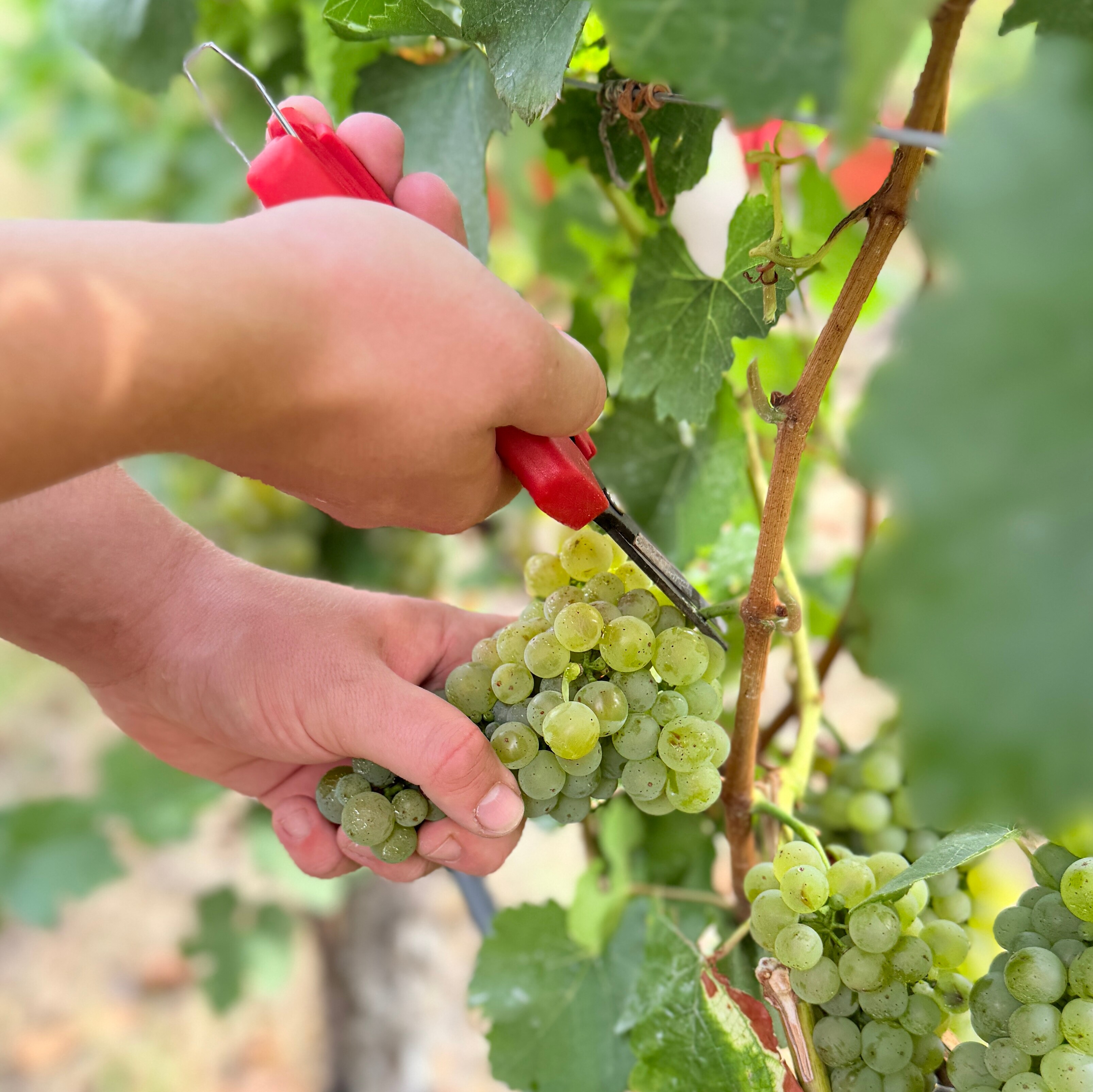 Weintraubenernte per Hand Eine Person schneidet Trauben an einem Weinstock.