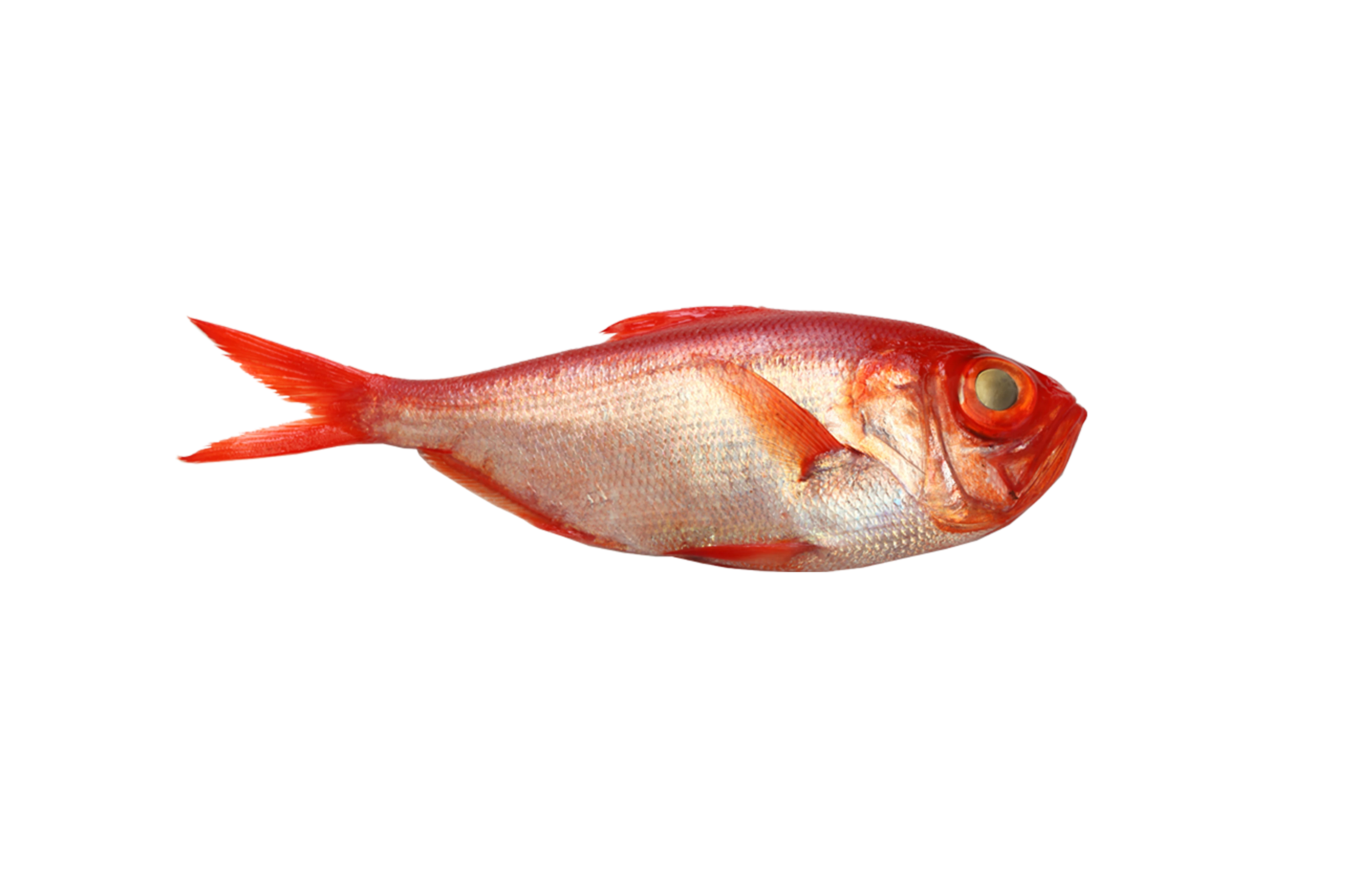 Alfonsino Alfonsino