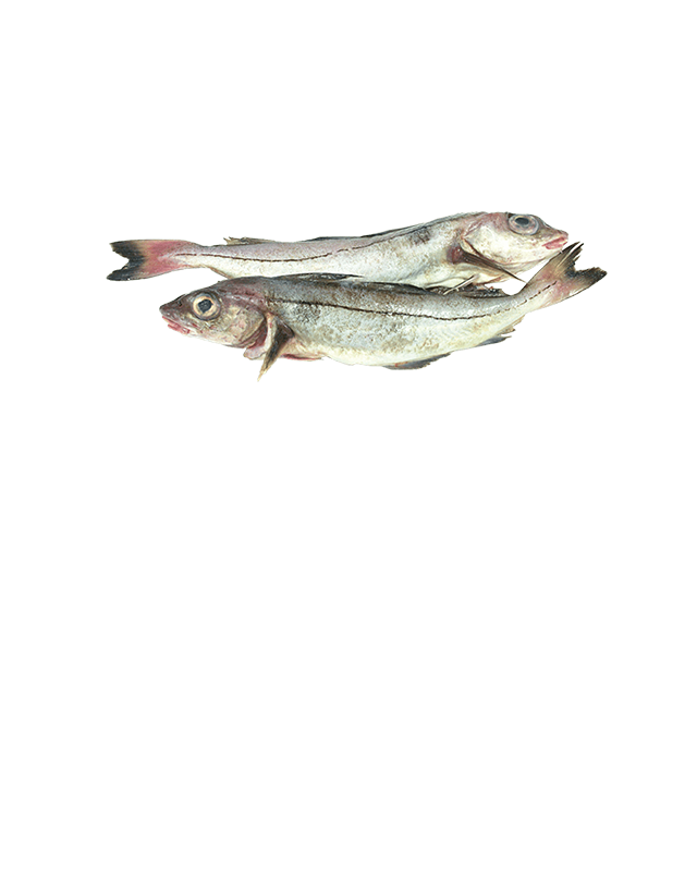 Schellfisch