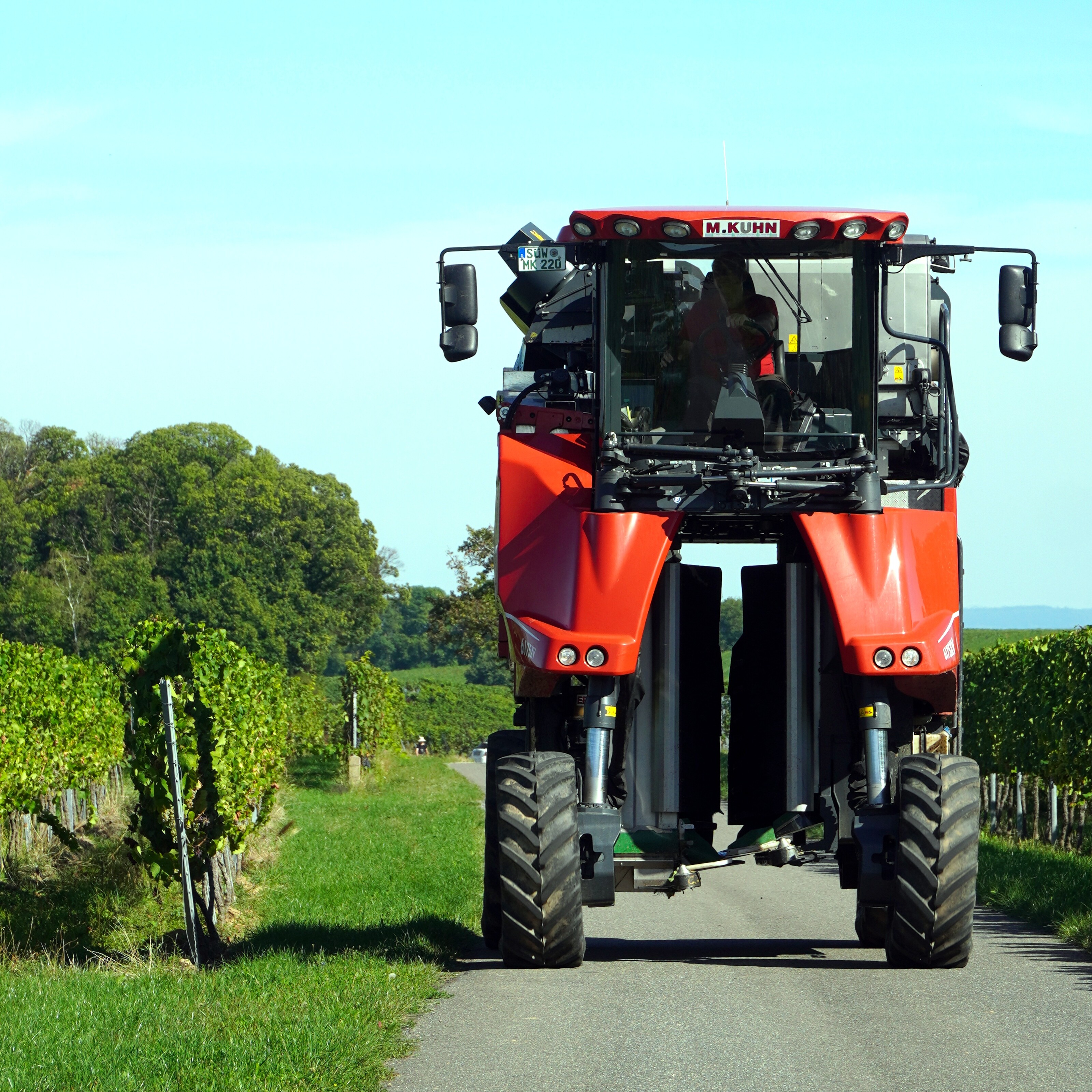 Weinlese per Maschine Eine Person schneidet Trauben an einem Weinstock.
