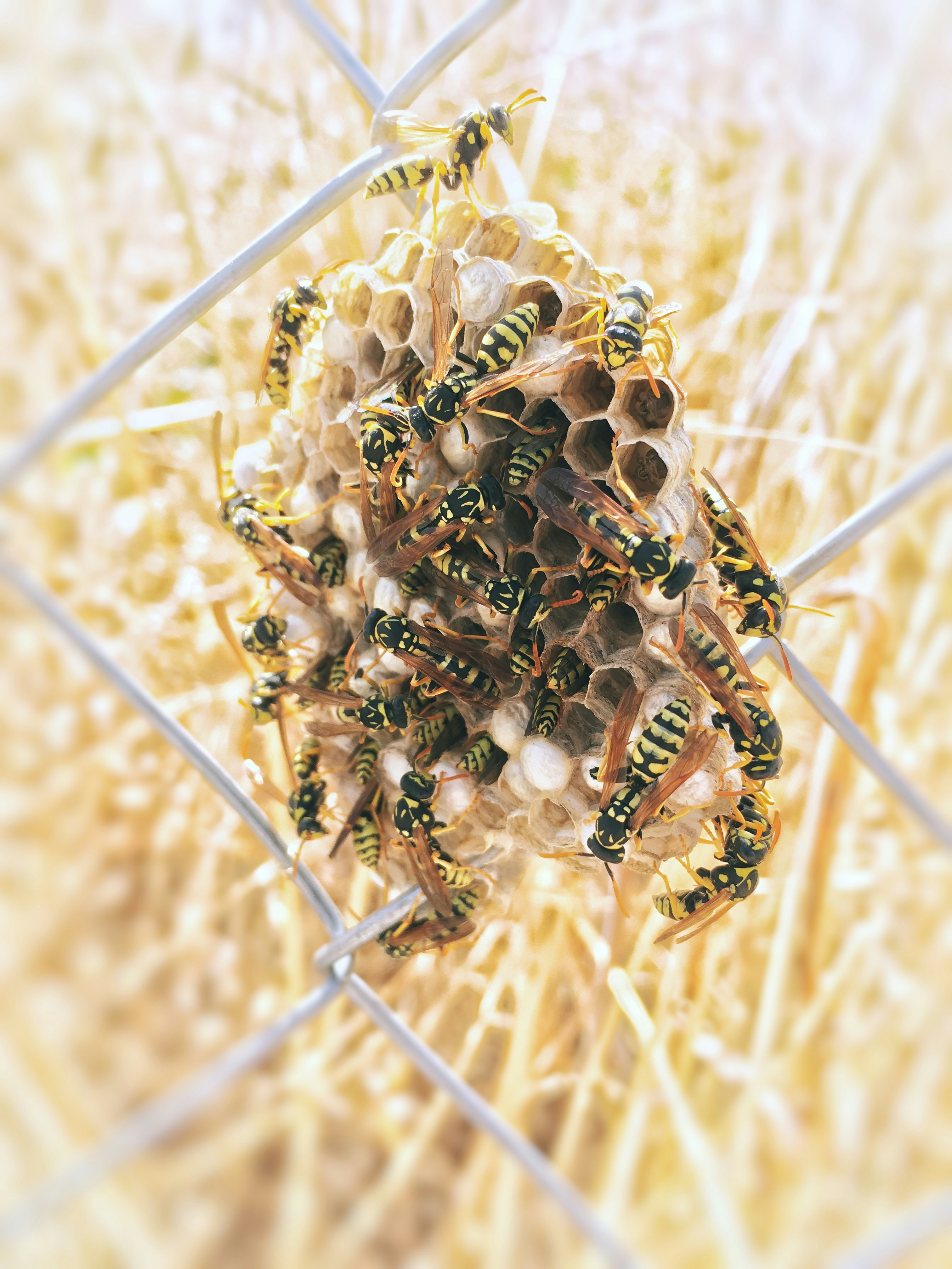 Bienenschwarm Bienenschwarm