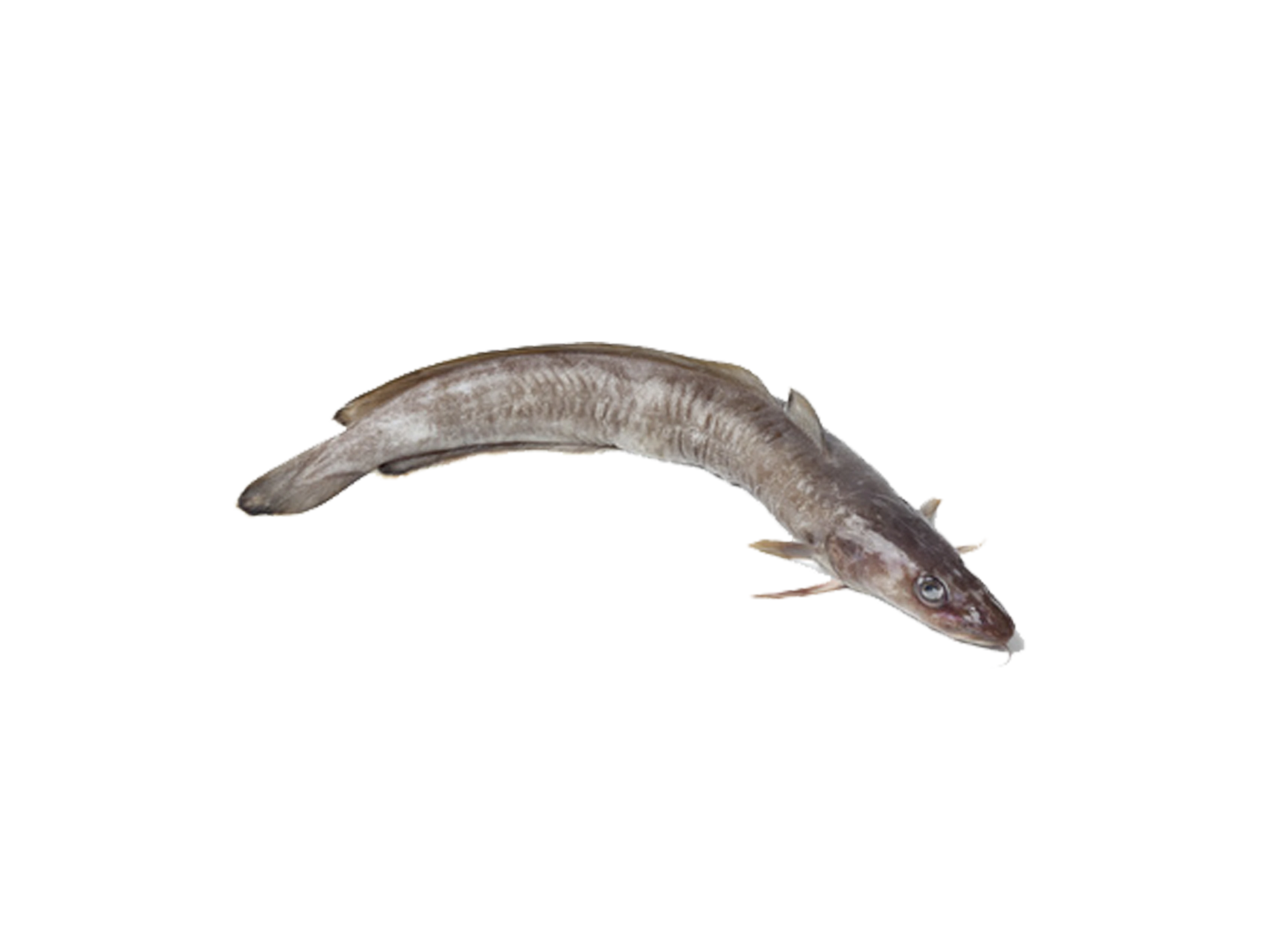 Lengfisch Lengfisch