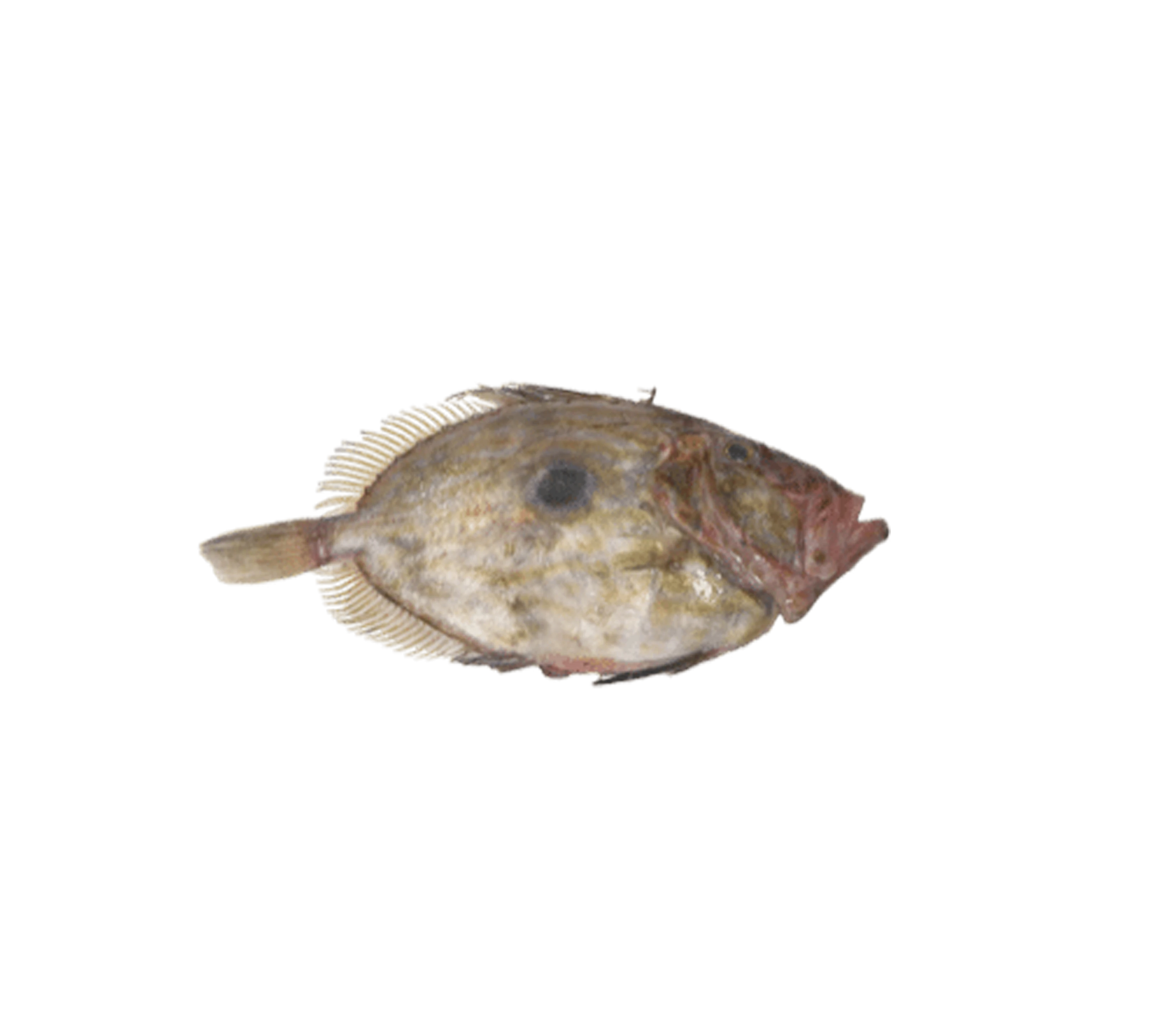 Petersfisch Petersfisch