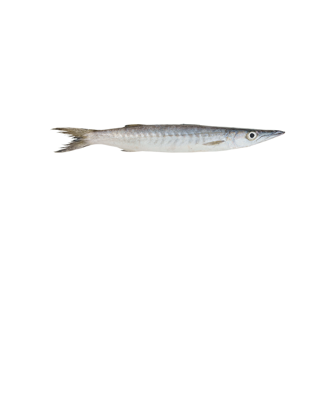 Barracuda