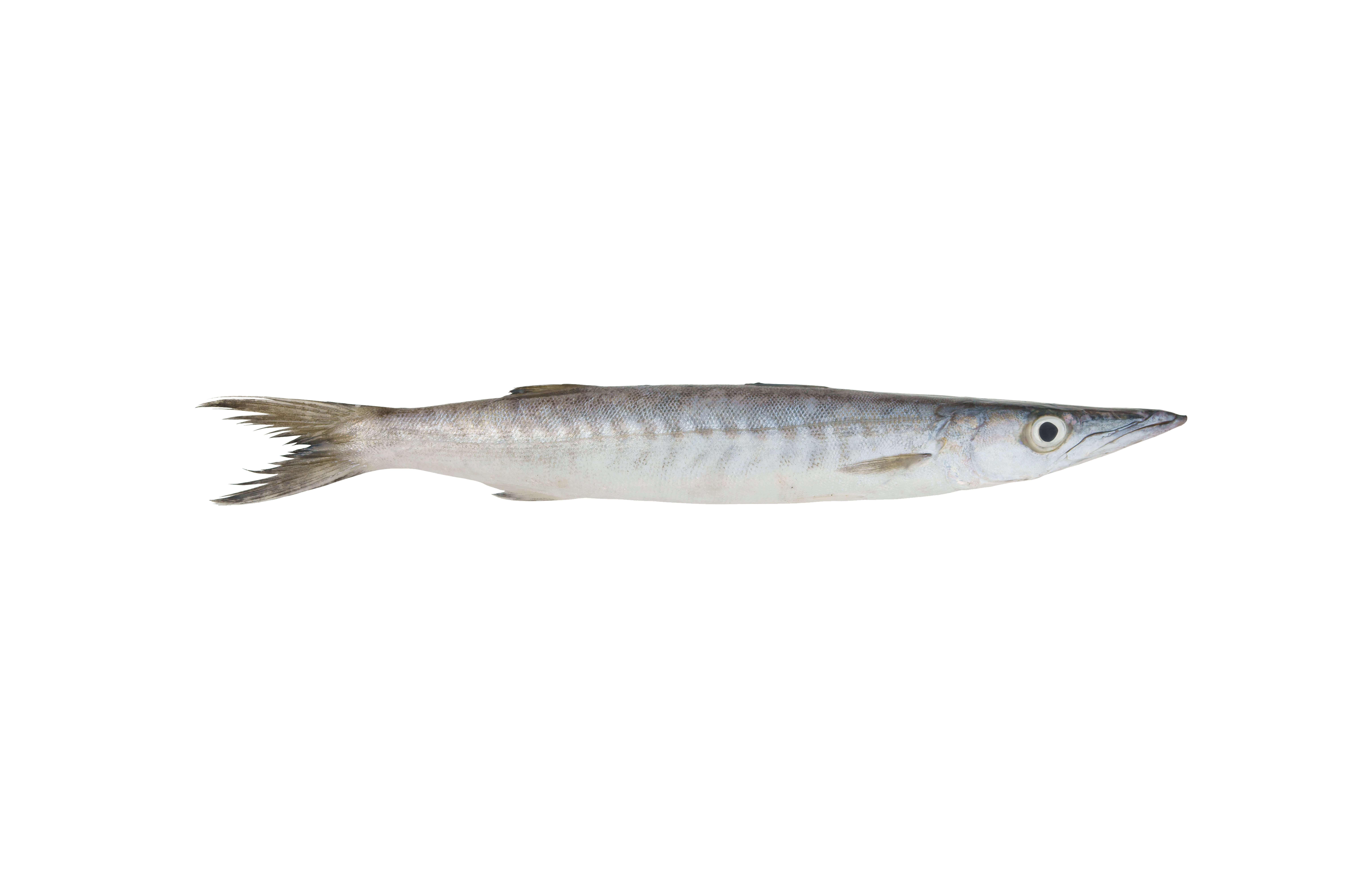 Barracuda Barracuda