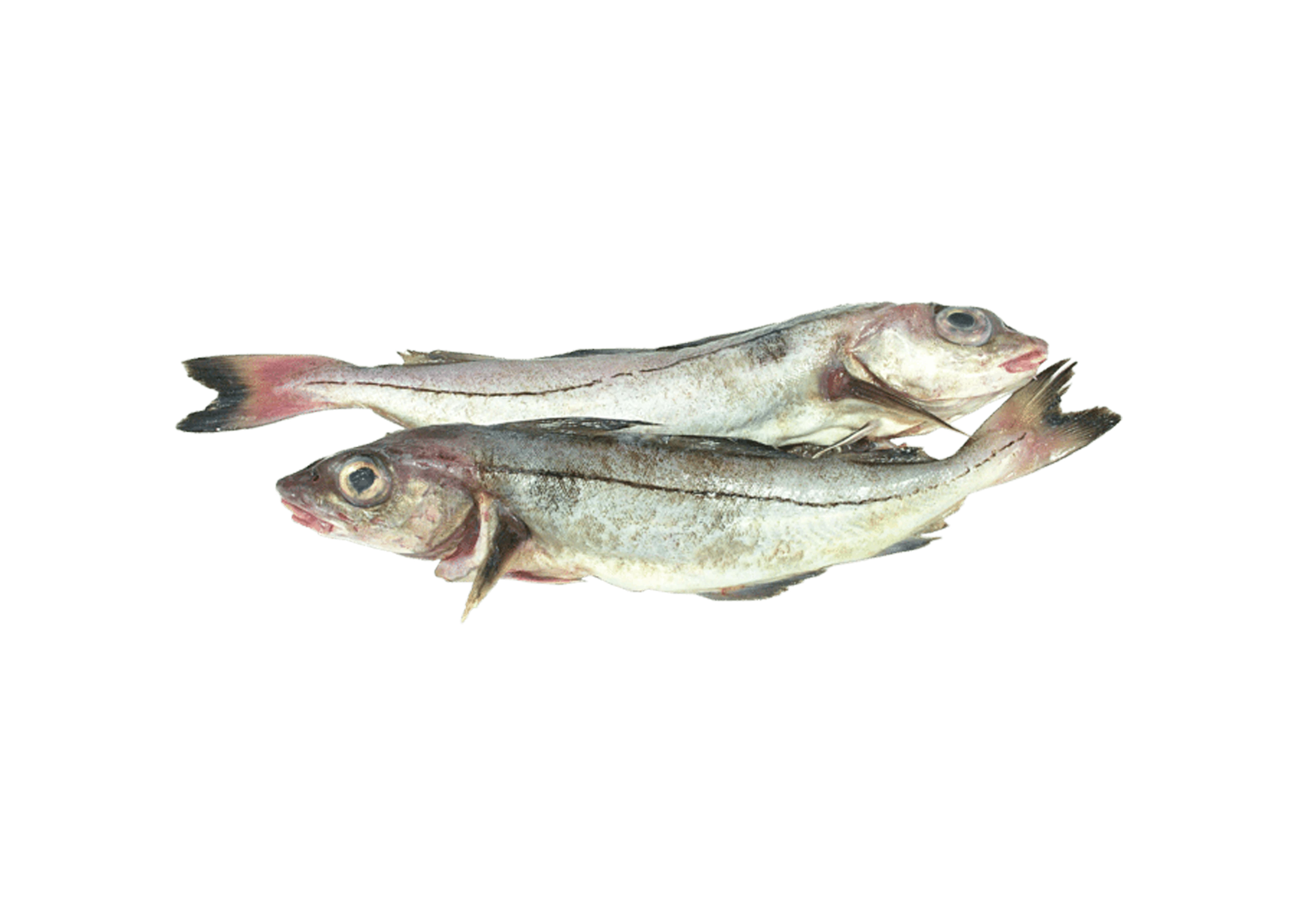 Schellfisch Schellfisch