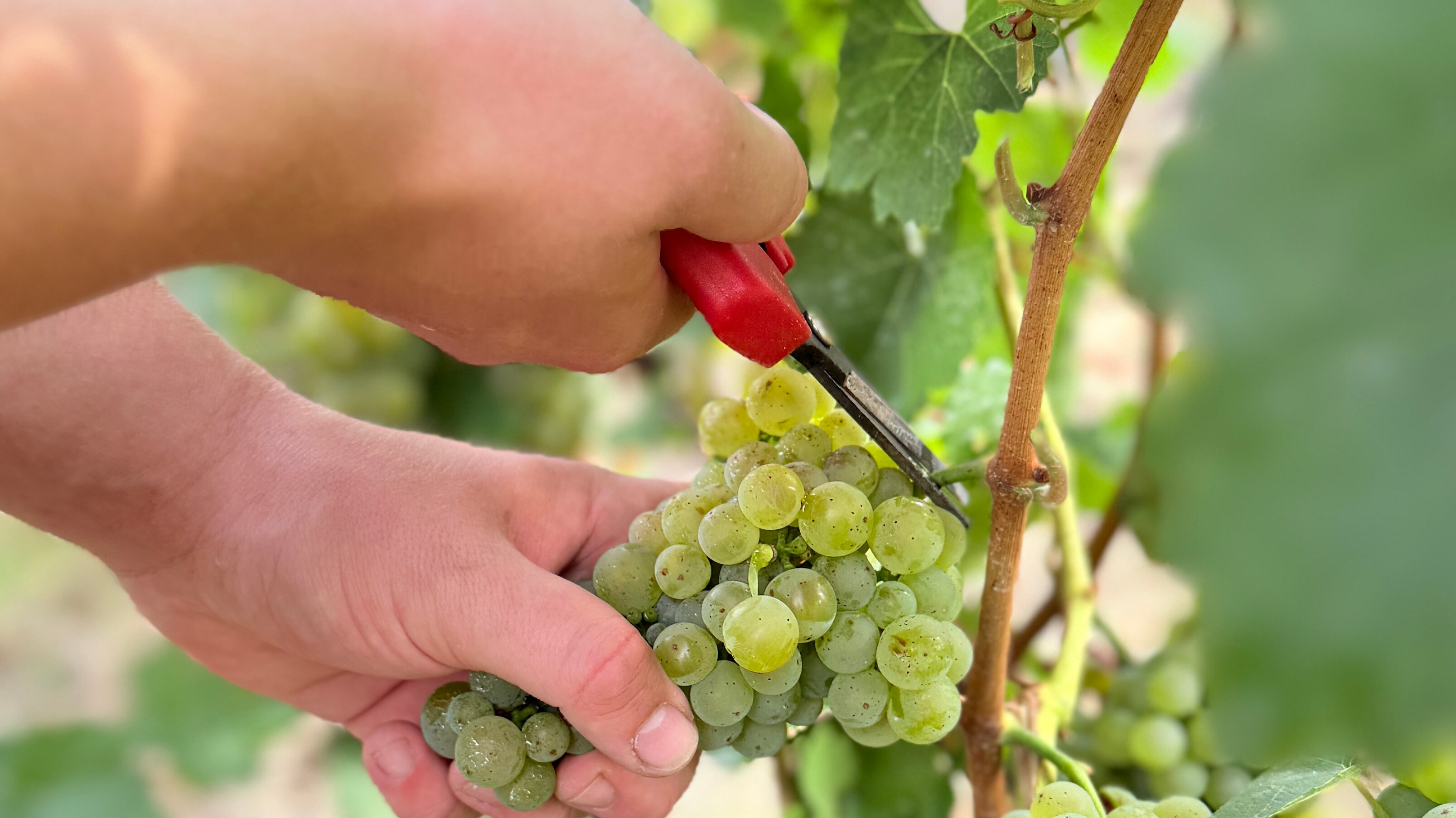 Weintraubenernte per Hand Eine Person schneidet Trauben an einem Weinstock.
