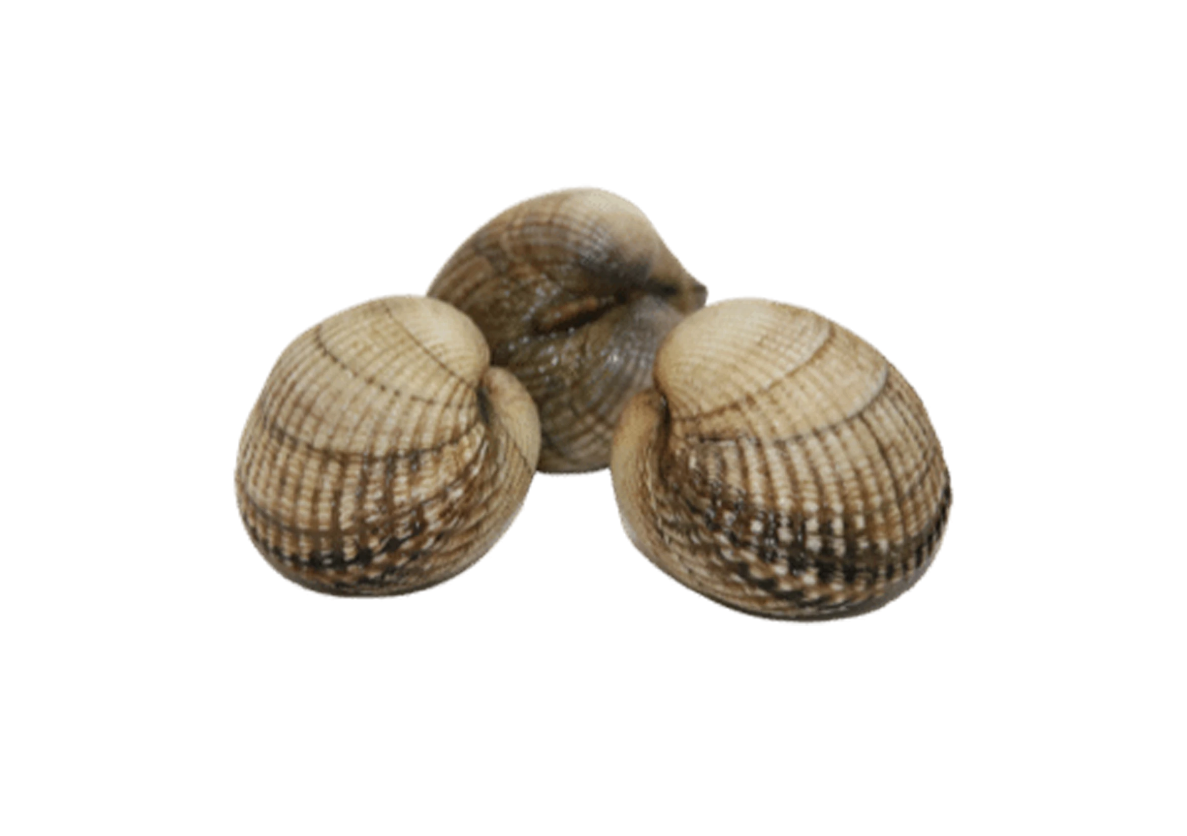 Herzmuschel Herzmuschel