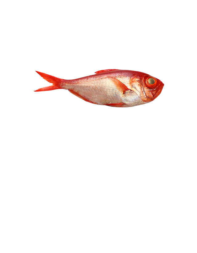 Alfonsino