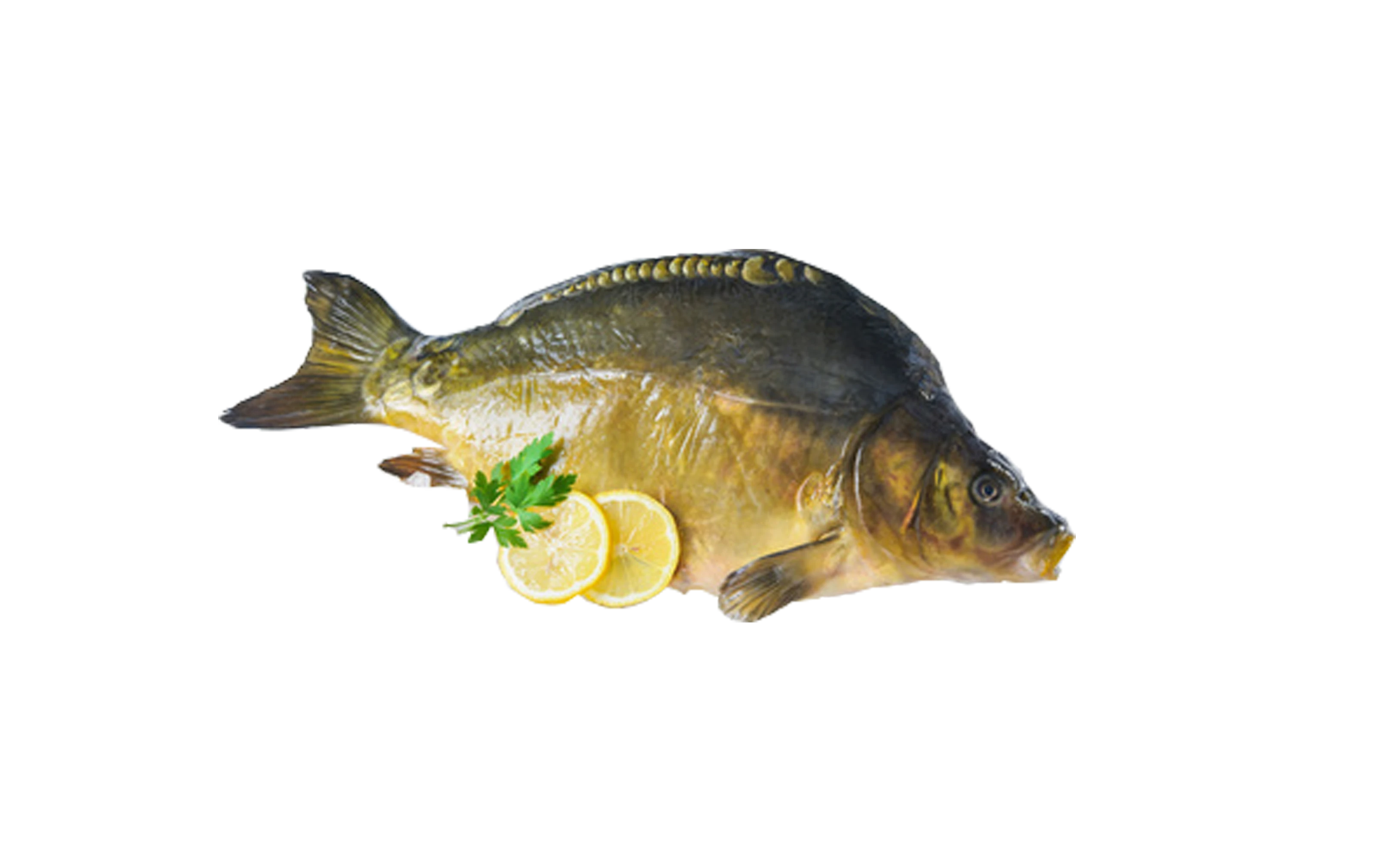 Karpfen Karpfen