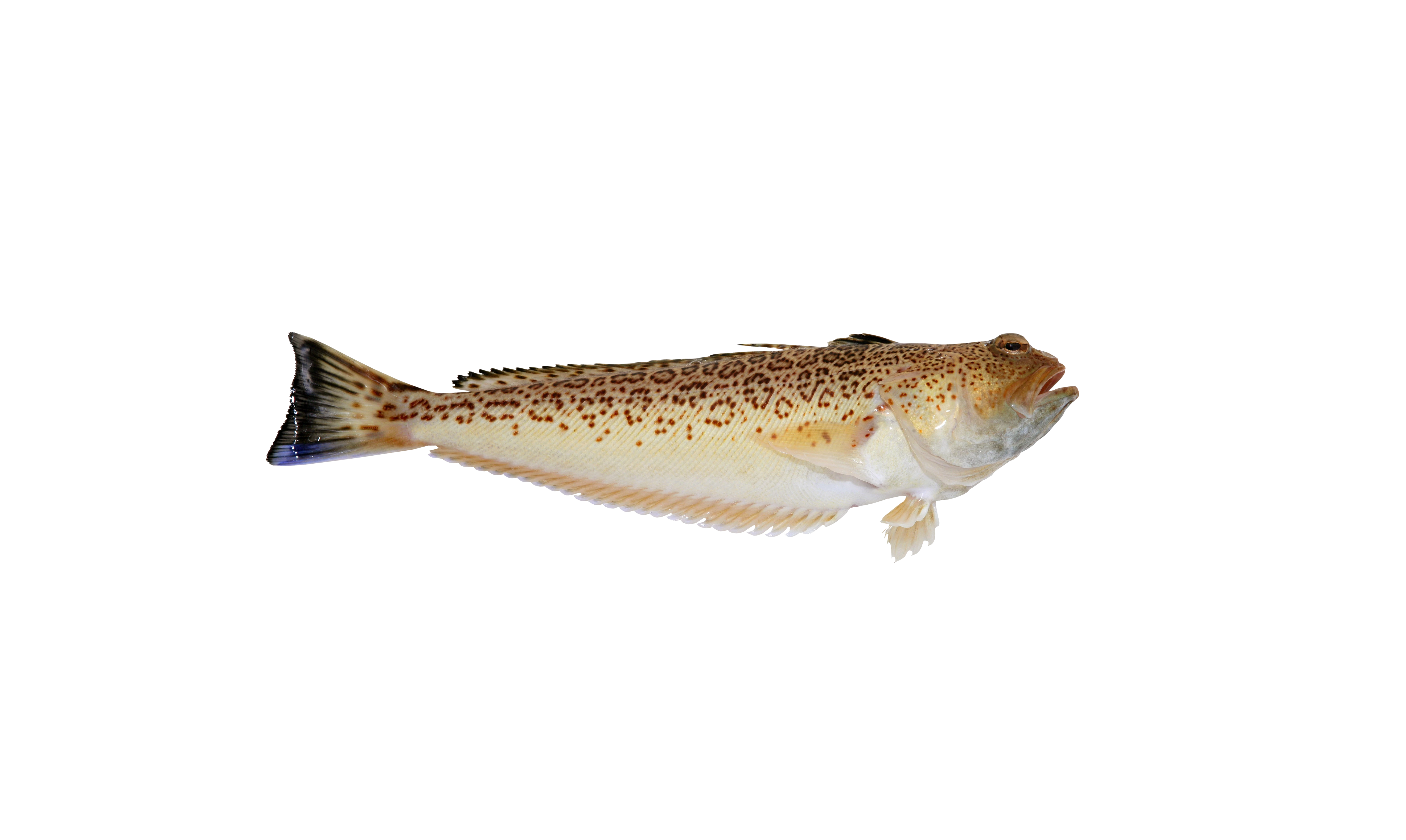 Petermännchen Petermännchen