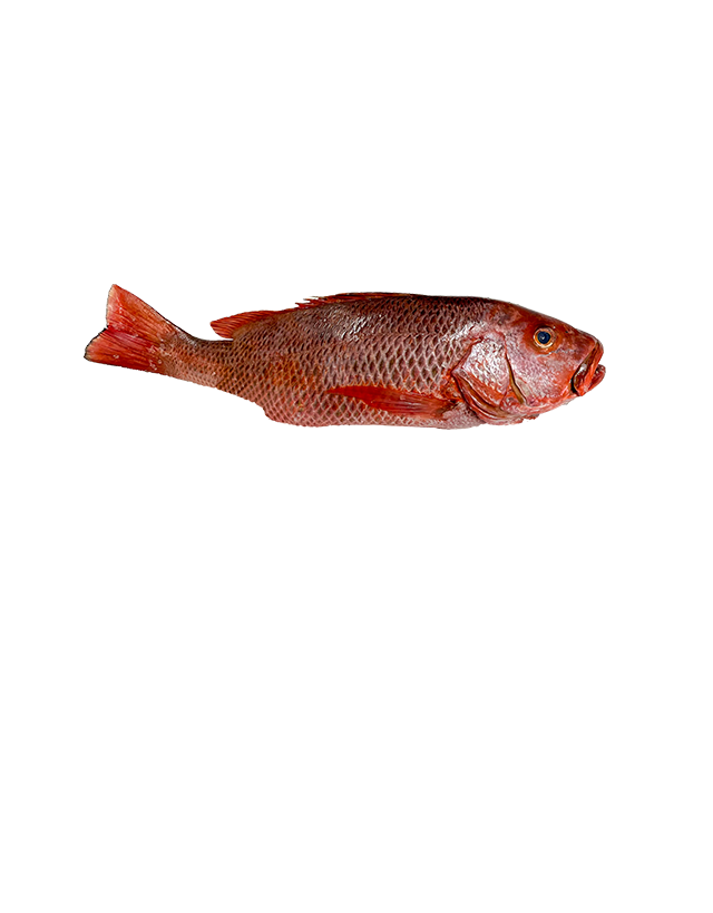 Red Snapper