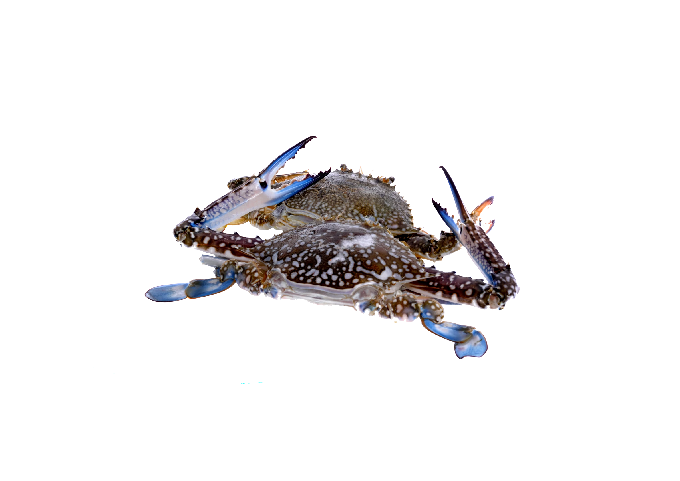 Schwimmkrabbe Schwimmkrabbe