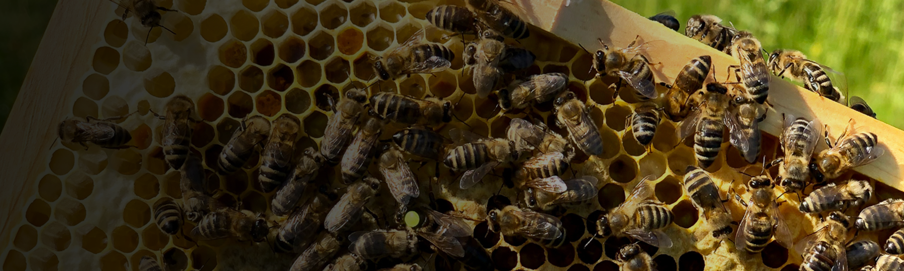 Bienenvölker auf dem Firmengelände