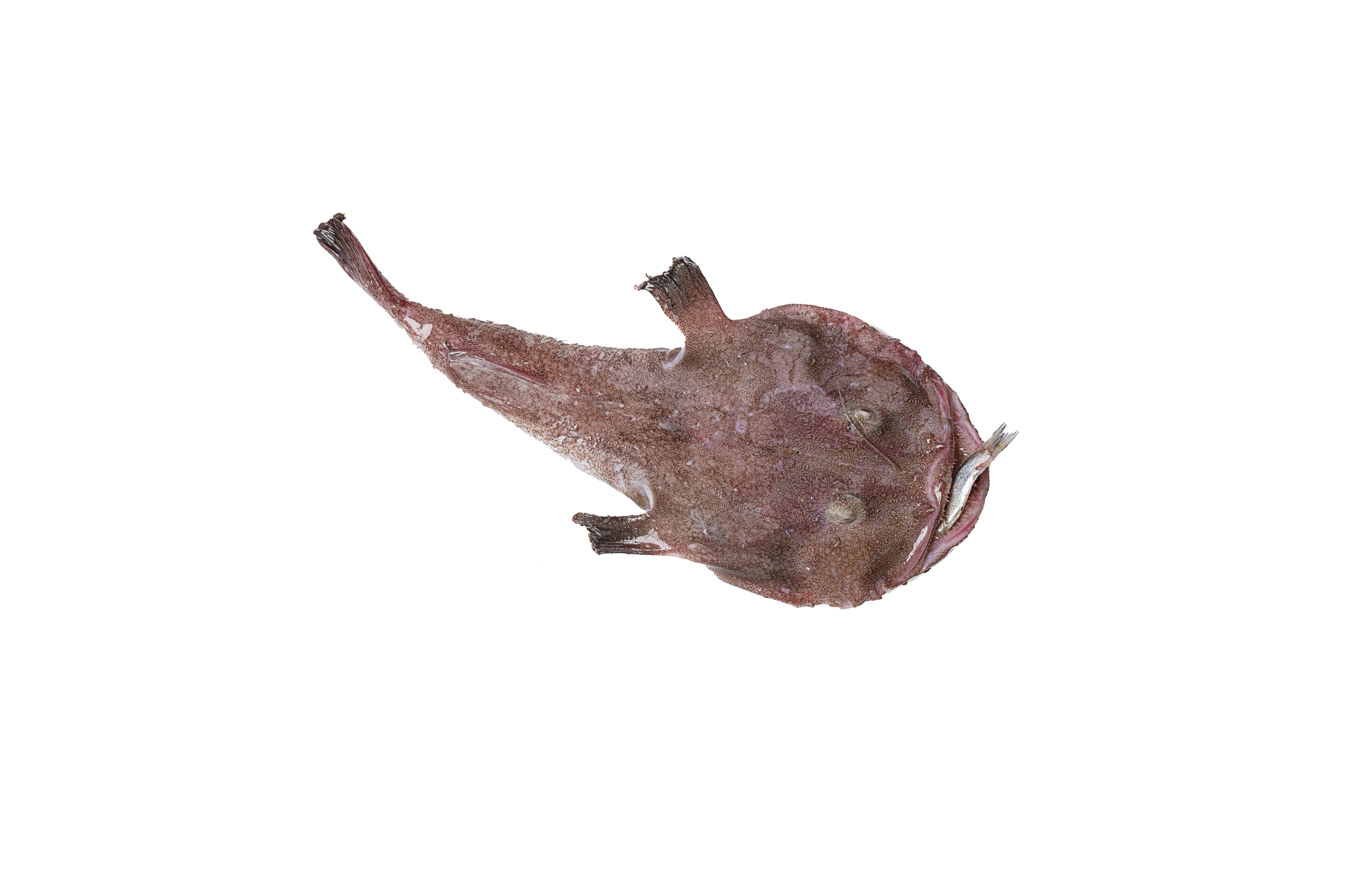 Seeteufel Seeteufel