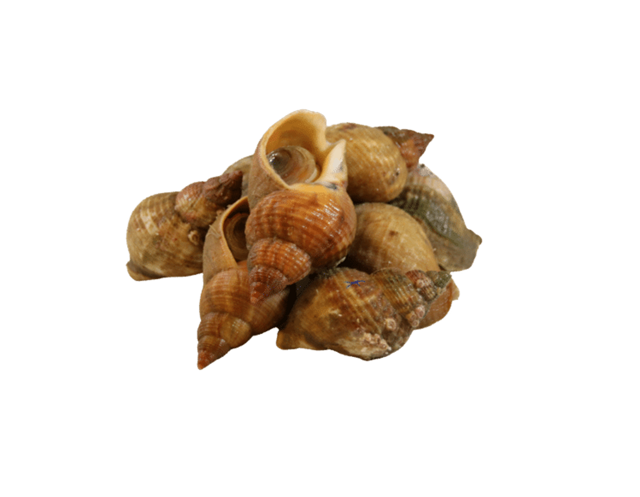 Wellhornschnecke