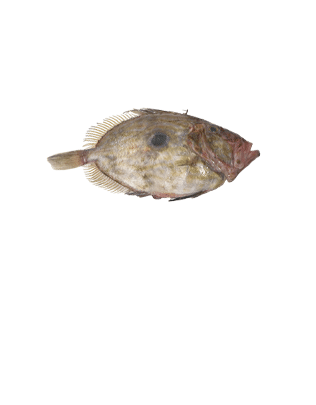 Petersfisch