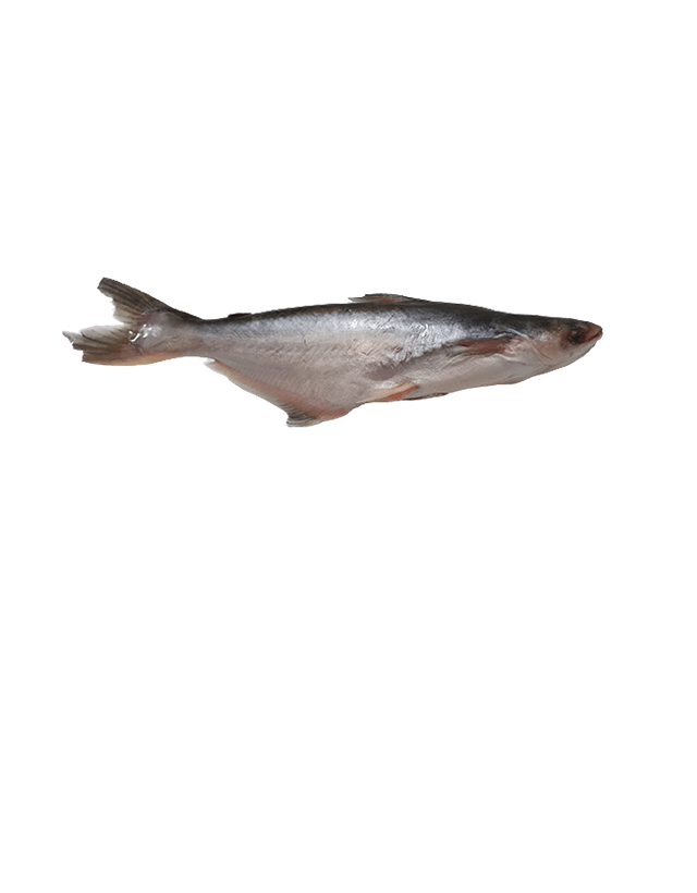 Pangasius